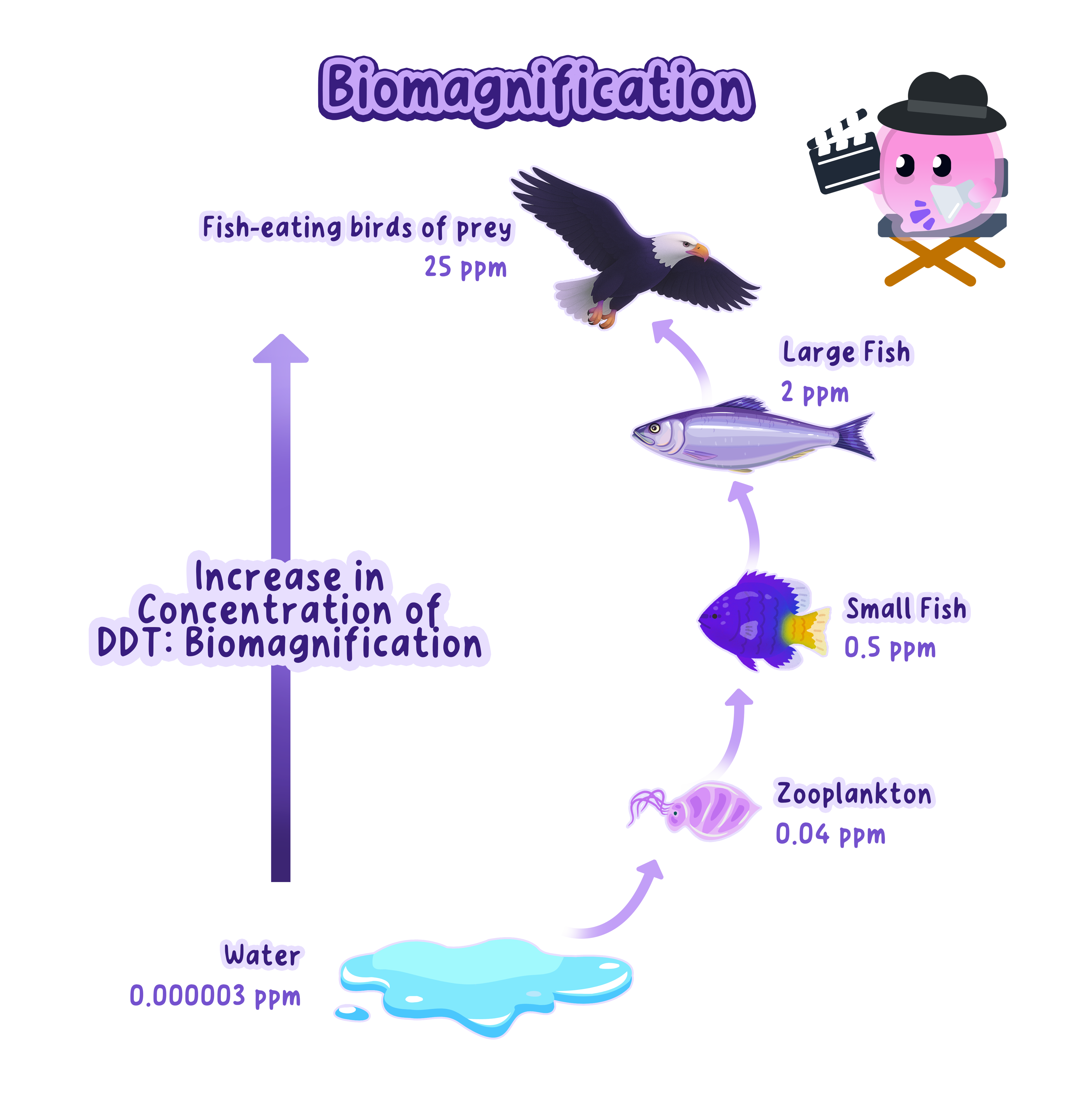 The concentration of DDT rising at each trophic level of an aquatic food chain, from 0.000003 ppm in the water to 25 ppm in fish-eating birds of prey, illustrating biomagnification.