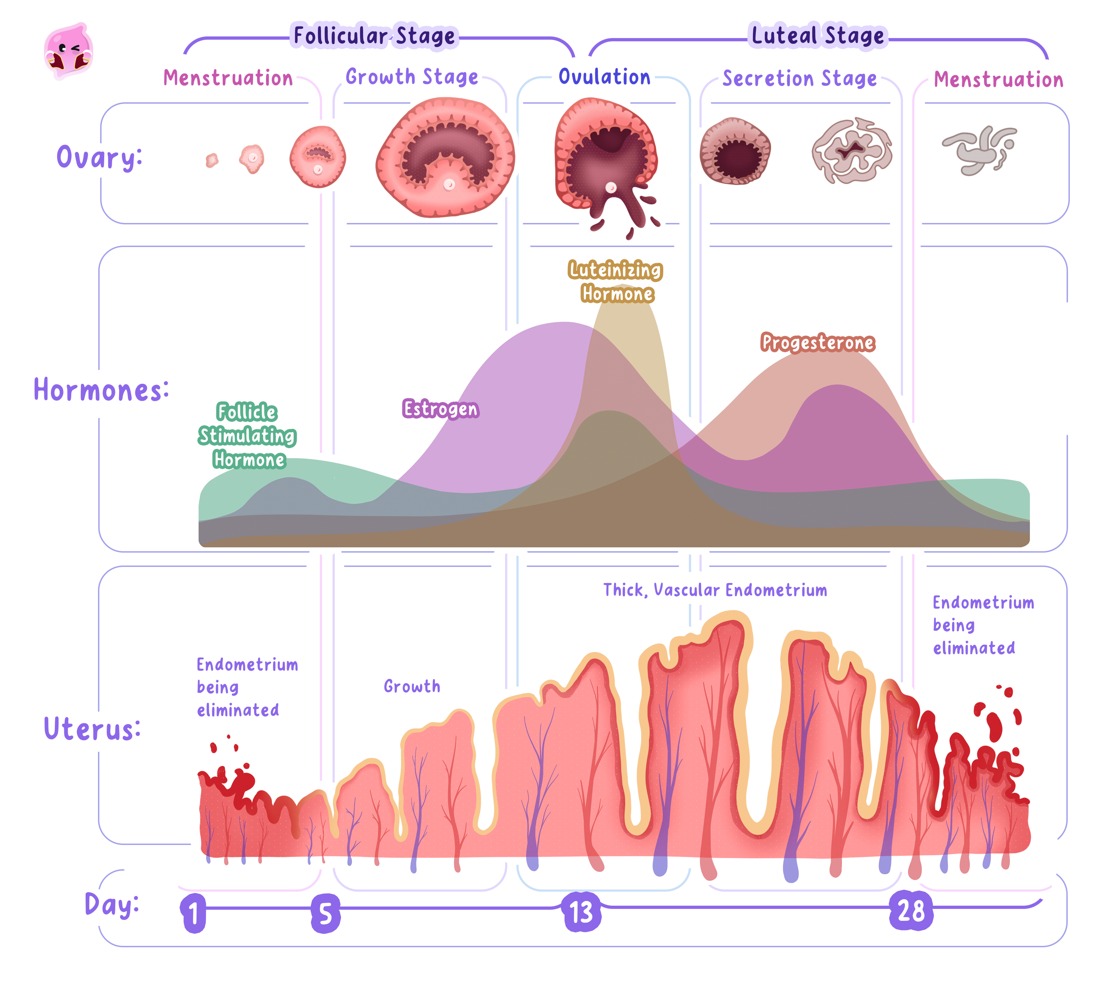 A diagram of a typical 28-day menstrual cycle showing follicle development, ovulation, hormone levels and changes in the uterus lining.