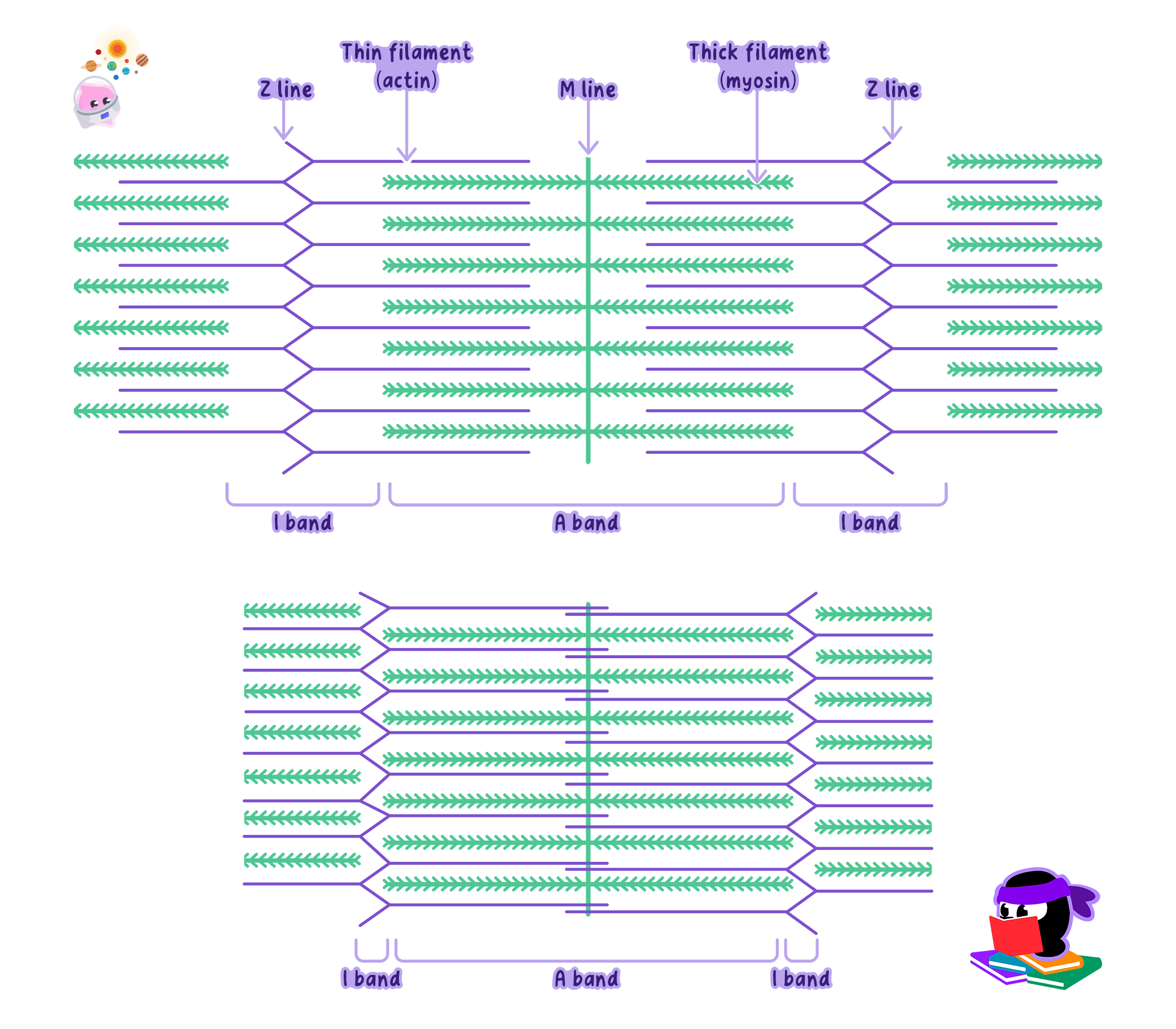 Diagram of a sarcomere in relaxed and contracted states, illustrating the sliding filament model. It shows thin actin filaments and thick myosin filaments, with labels for the Z line, M line, A band, and I band.