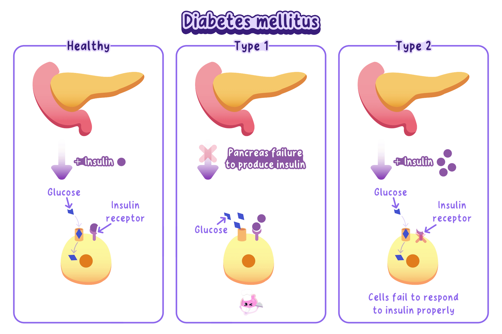 Healthy cells respond to insulin, type 1 diabetes produces too little insulin, and type 2 diabetes makes cells respond less effectively to insulin.