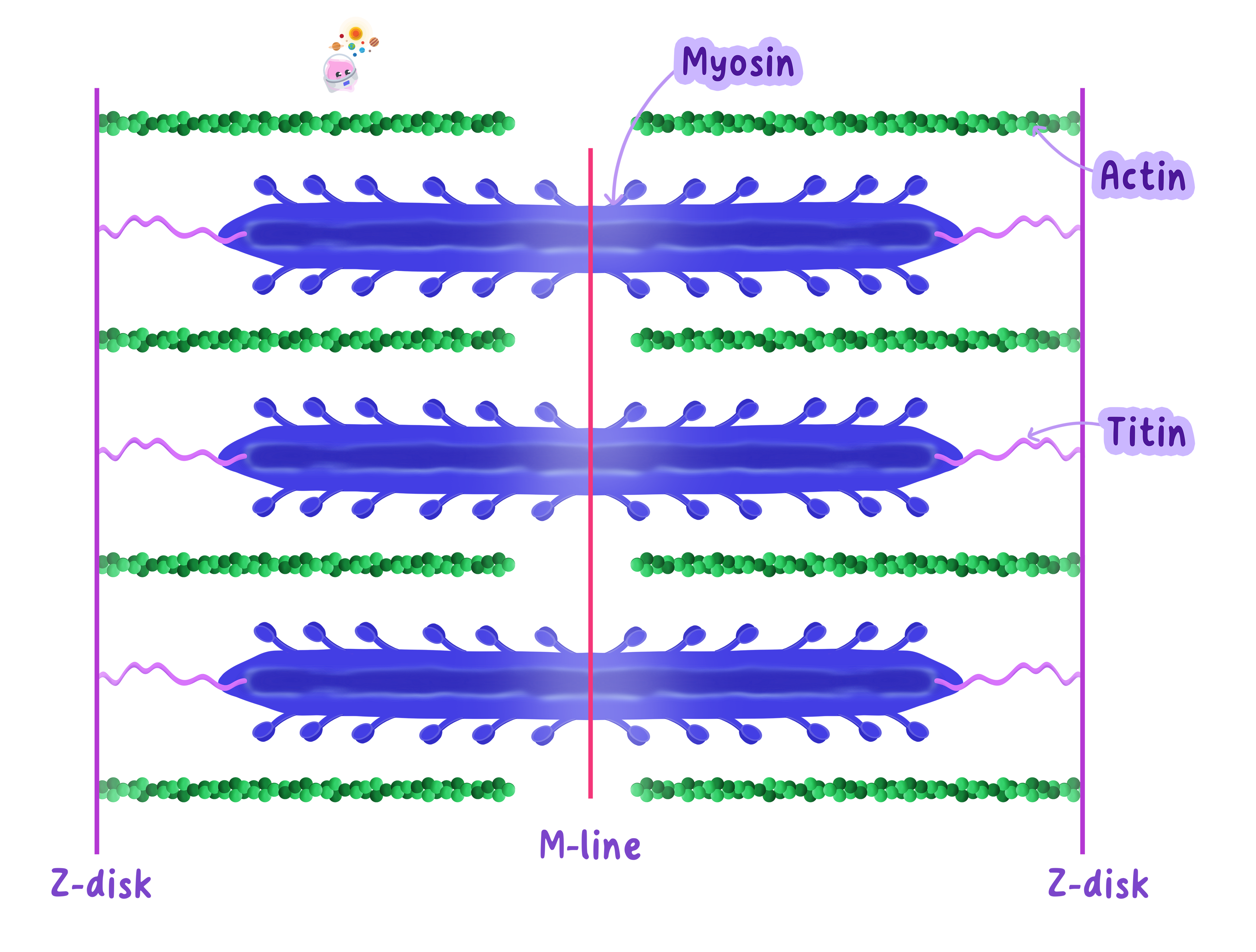 A diagram of a sarcomere, the functional unit of a muscle fibre, showing the arrangement of thick myosin filaments and thin actin filaments. The elastic protein titin is shown connecting the myosin filaments to the Z-disks at either end of the sarcomere, with the M-line marked in the centre.