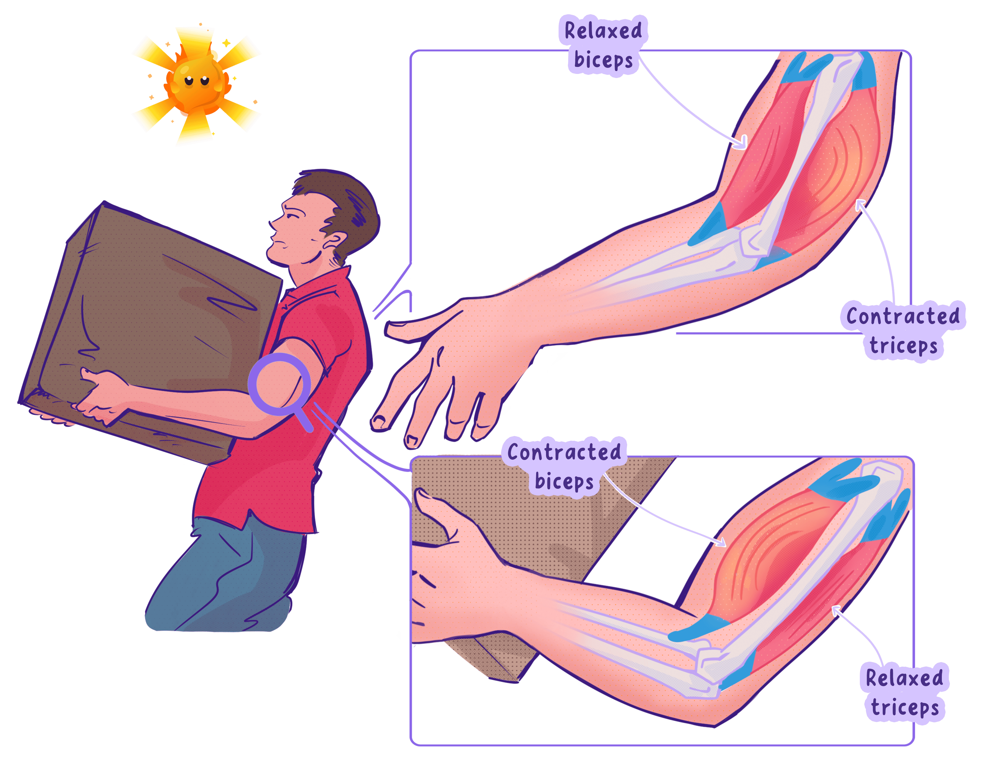 An illustration of antagonistic muscle action at the elbow joint. When the arm bends (flexion), the biceps muscle contracts and the triceps muscle relaxes. When the arm straightens (extension), the triceps muscle contracts and the biceps muscle relaxes.