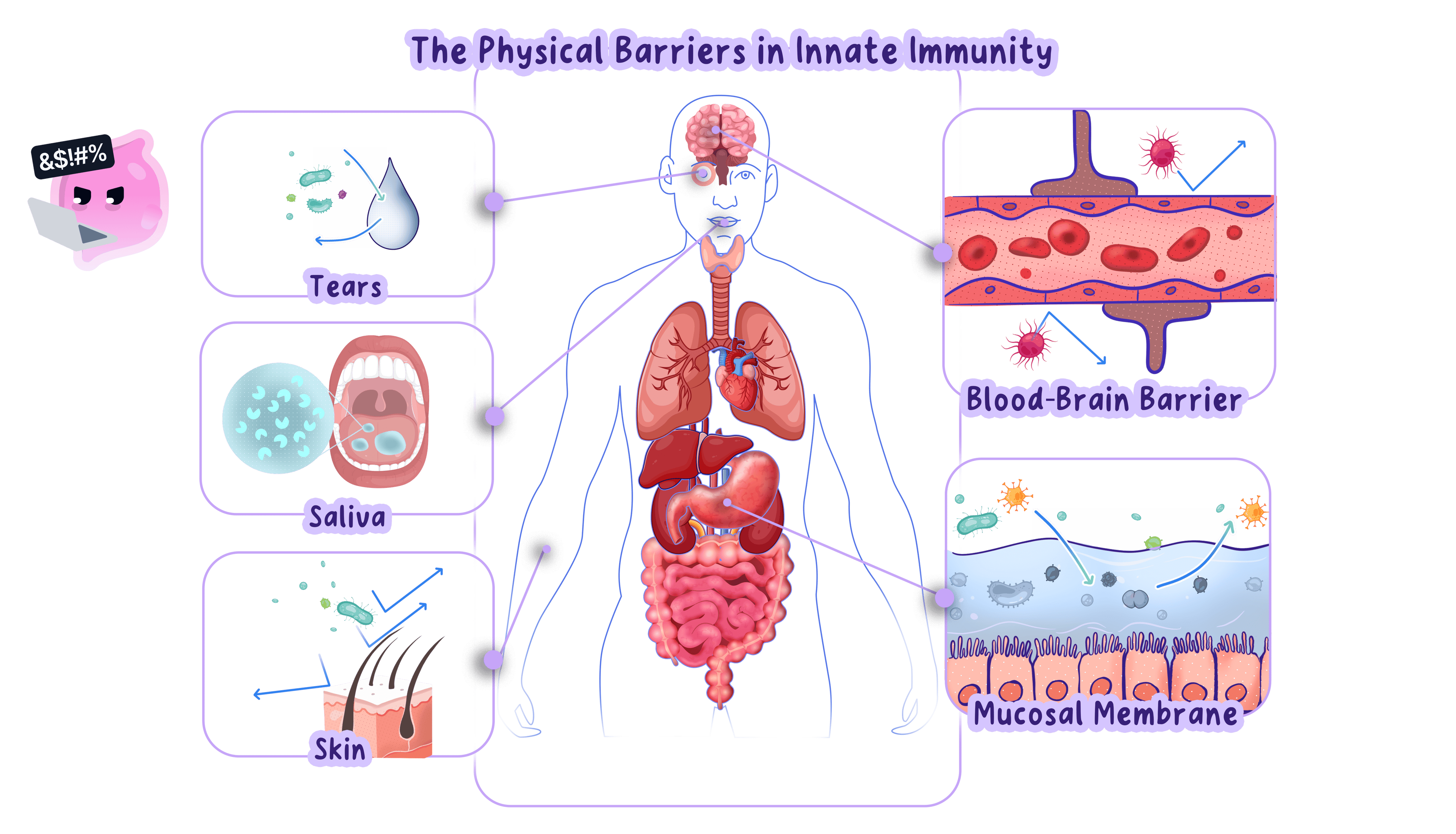 The non-specific defences of the human body, including tears in the eyes, saliva in the mouth, the skin covering the body and the mucous membranes lining the openings.