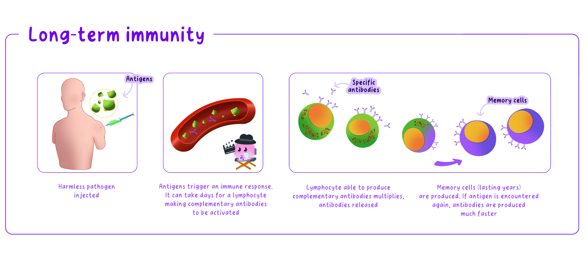 A multi-step diagram illustrating the process of vaccination and long-term immunity: a harmless pathogen is injected, antigens trigger an immune response, lymphocytes multiply and release antibodies, and memory cells are created for a faster future response.