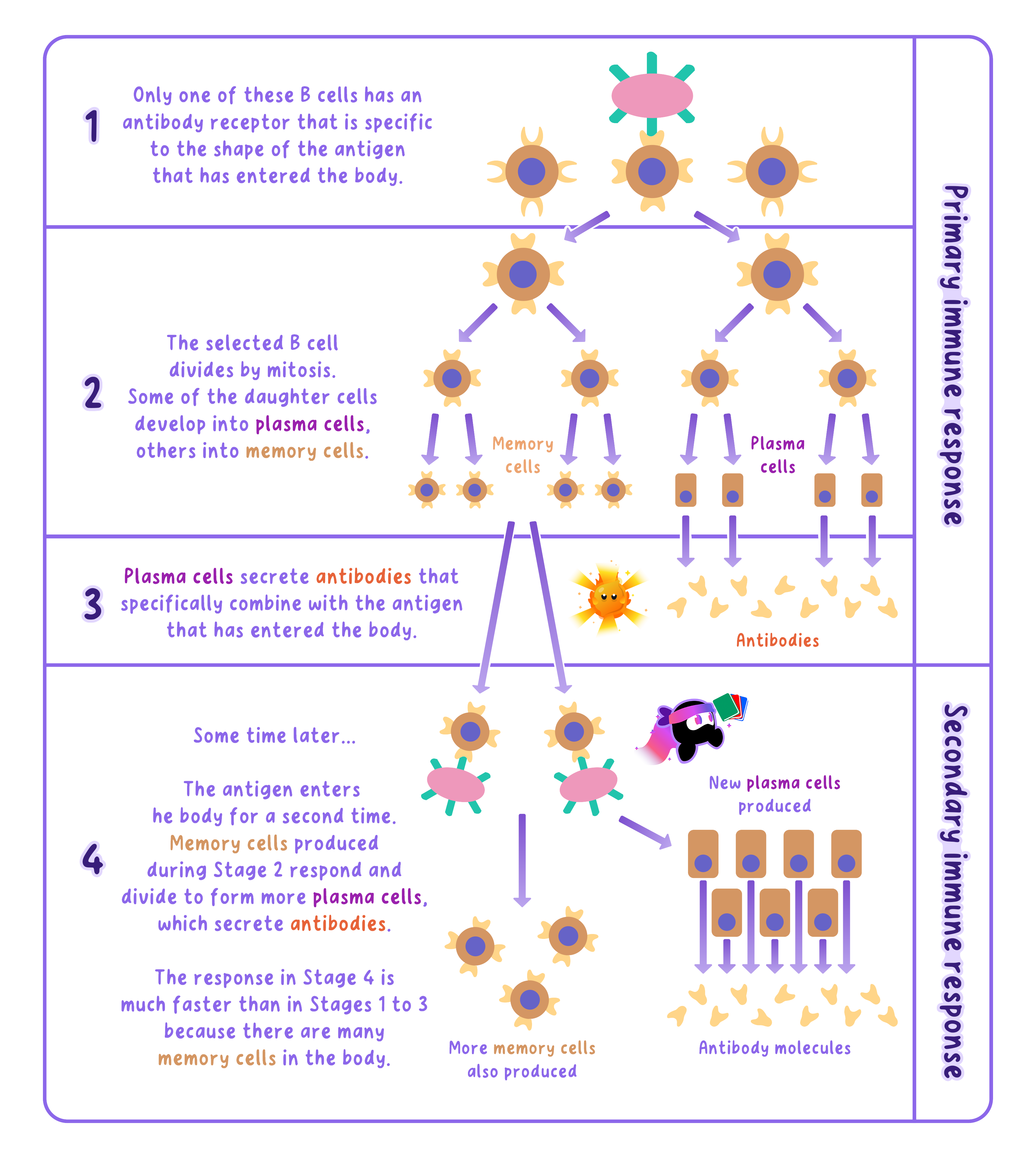 Primary and secondary immune responses showing memory cells producing a faster antibody response.