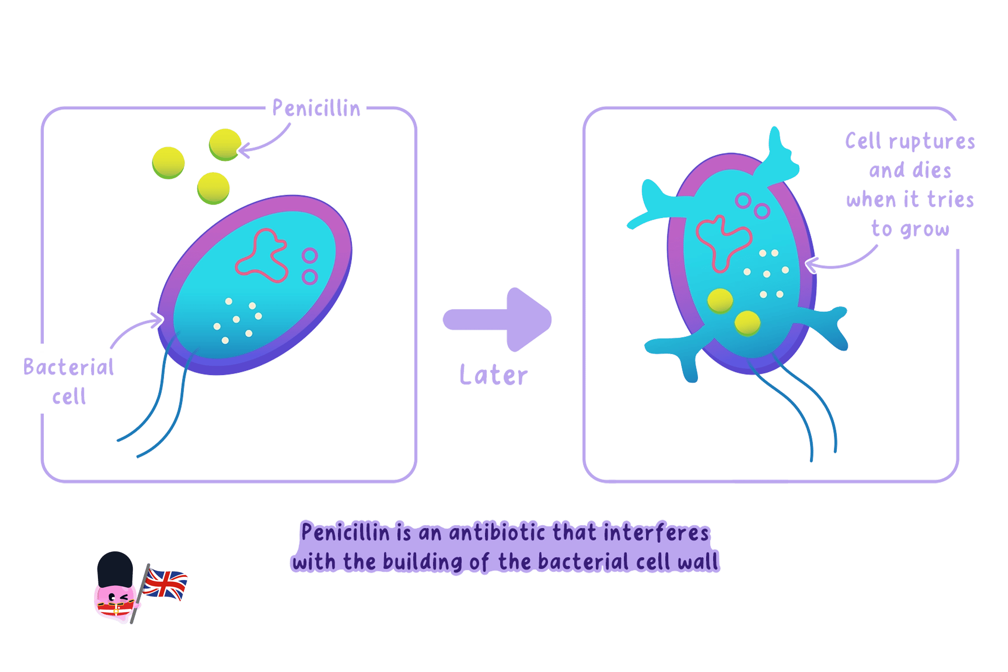 Penicillin disrupting bacterial cell-wall formation so the growing bacterium bursts.
