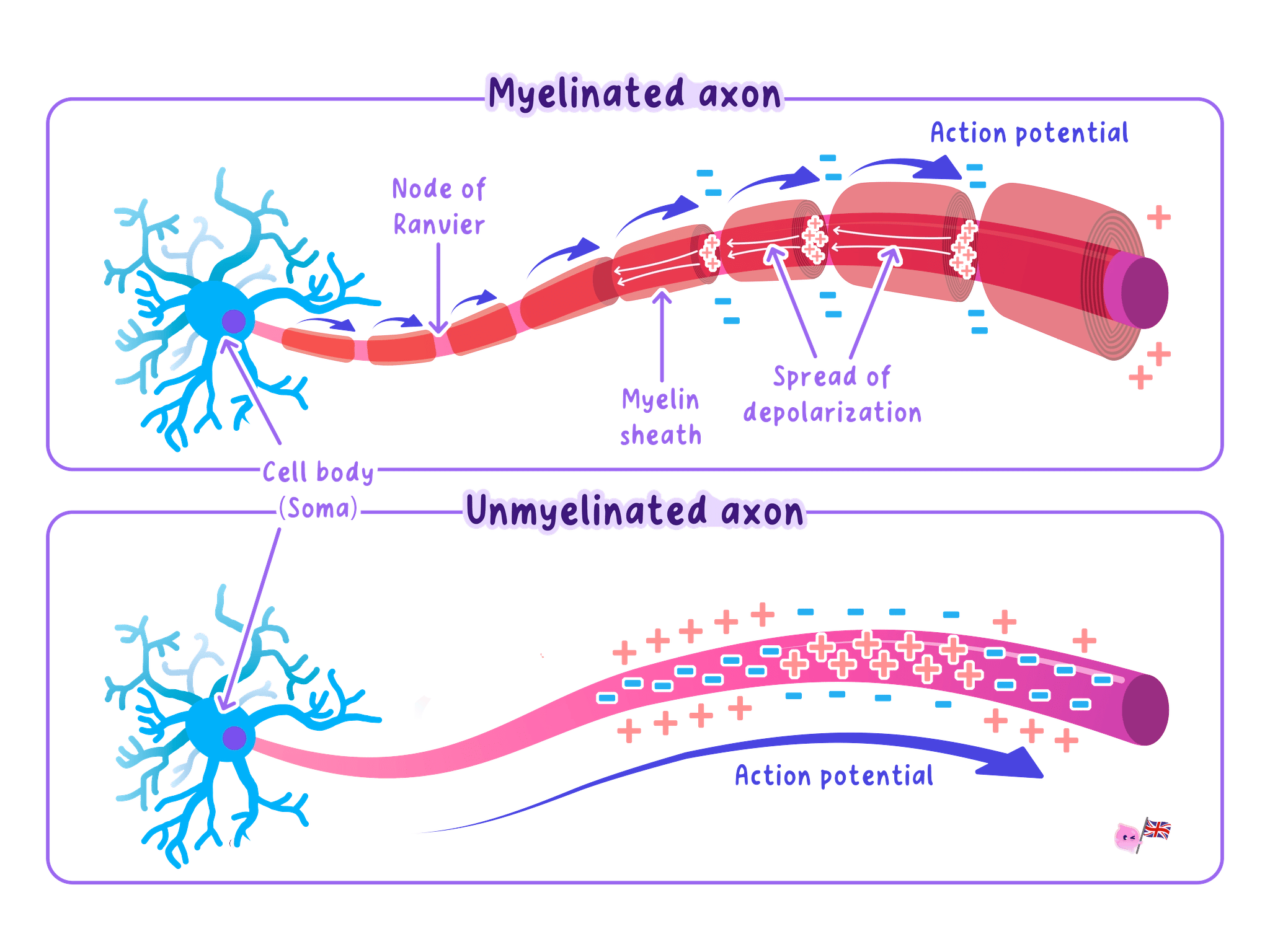 Comparison of myelinated and unmyelinated axons. The myelinated axon features a myelin sheath with nodes of Ranvier, allowing electrical impulses to jump between nodes and travel faster. The unmyelinated axon shows the impulse moving continuously and more slowly along the axon.