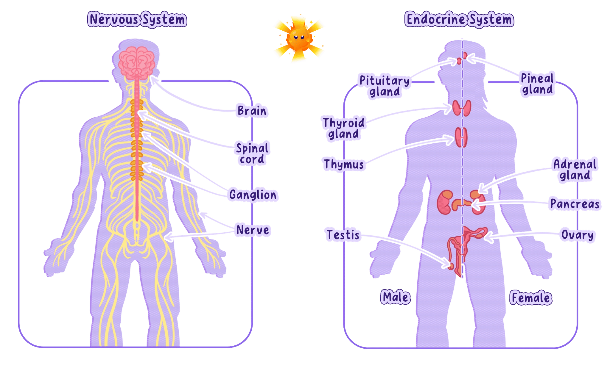 Comparison of the human nervous system and endocrine system. The nervous system diagram shows the brain, spinal cord, and nerves. The endocrine system diagram shows the locations of the pituitary, thyroid, adrenal, and pancreas glands, plus the testes and ovaries.