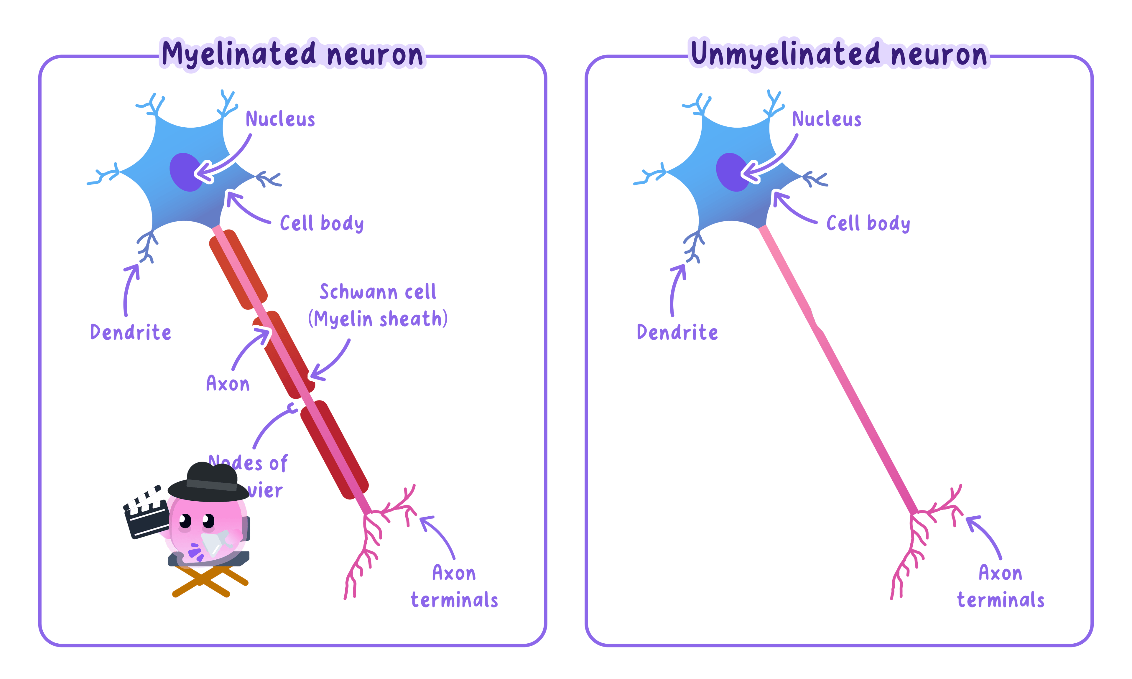 Comparison of a myelinated and unmyelinated neuron. The myelinated neuron has a myelin sheath (Schwann cells) and nodes of Ranvier along its axon, which are absent in the unmyelinated neuron. Both show a cell body, nucleus, dendrites, and axon terminals.