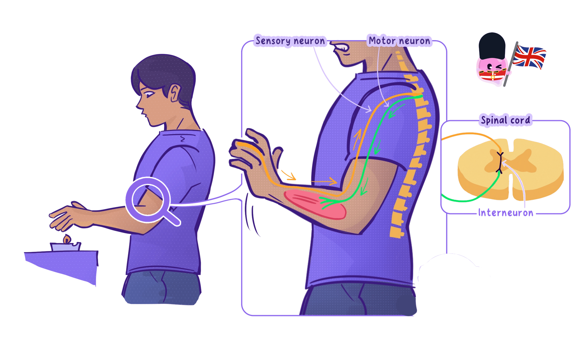 A sensory neurone carrying an impulse from a heat receptor in the skin to the spinal cord, where a relay neurone passes it to a motor neurone that triggers a muscle.