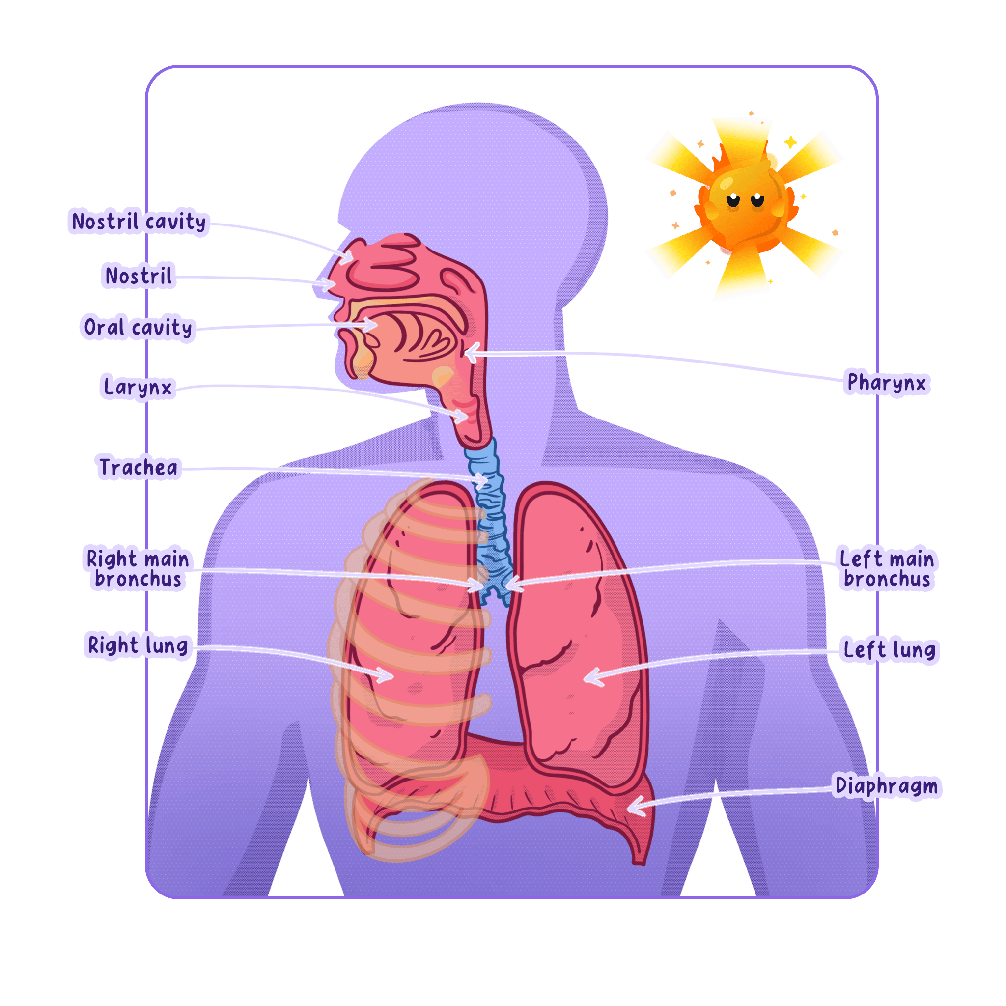 A diagram of the human respiratory system showing the nasal and oral cavities, pharynx, larynx, trachea, bronchi, lungs, and diaphragm.