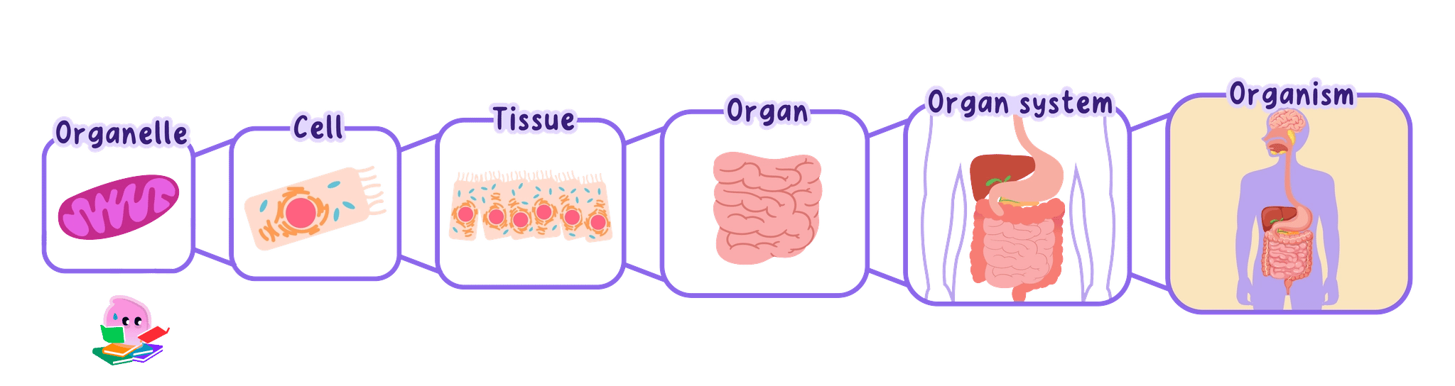 A diagram showing the hierarchy of biological organization from cells to the whole organism, including an organelle (mitochondrion), a specialized cell (epithelial cell), tissue (epithelial tissue), an organ (small intestine), an organ system (digestive system), and the organism (human).