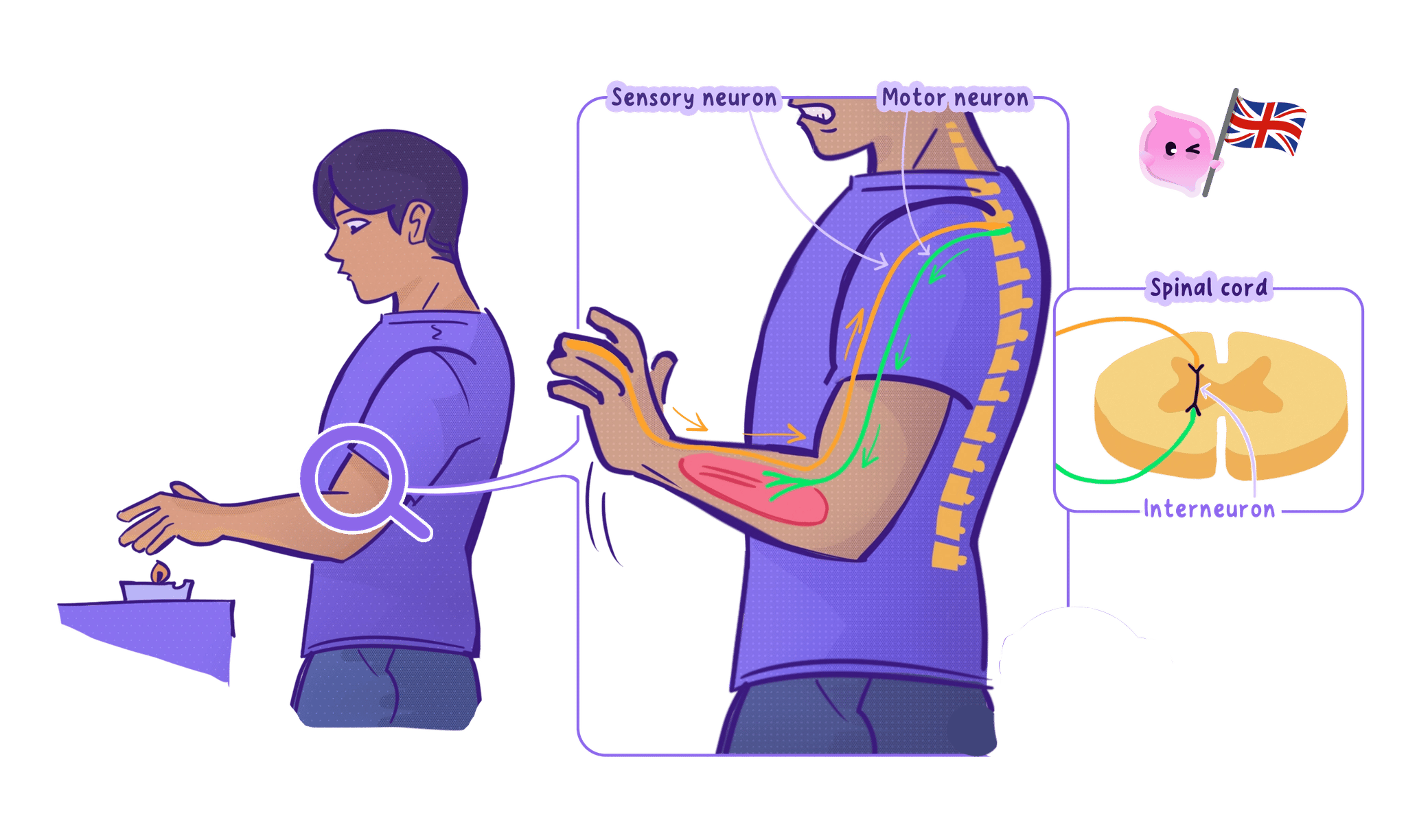 A reflex arc for pulling the hand away from a flame, with an inset showing the relay neurone in the grey matter of the spinal cord passing the impulse to the motor neurone.