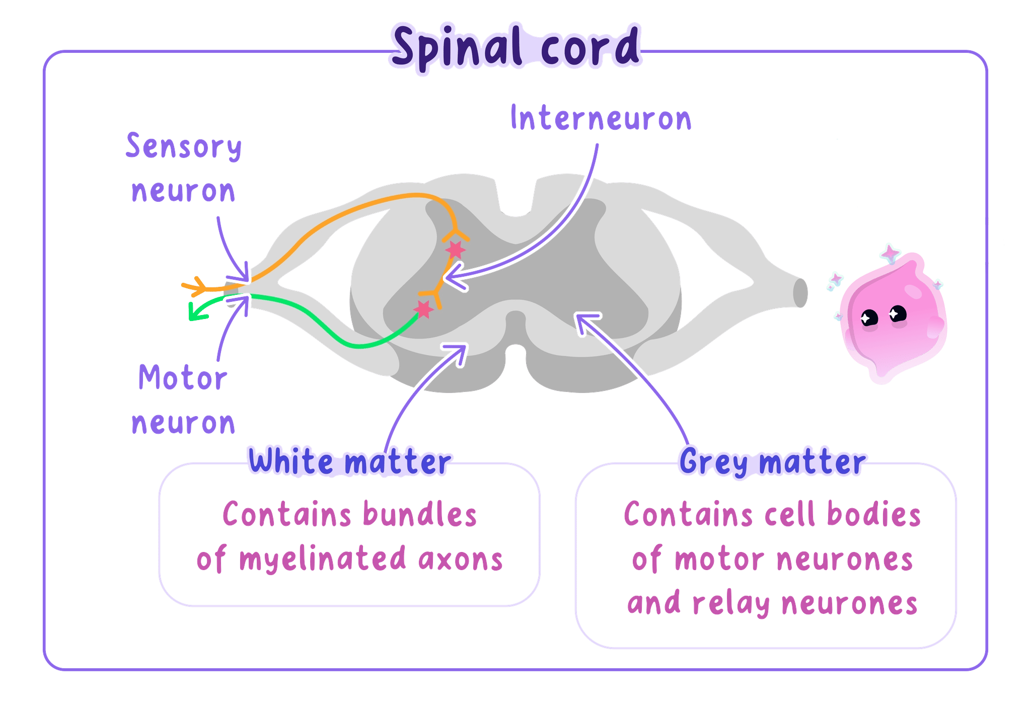 A cross-section of the spinal cord showing grey matter containing the cell bodies of relay and motor neurones, white matter containing myelinated axons, and the route taken by sensory, relay and motor neurones.