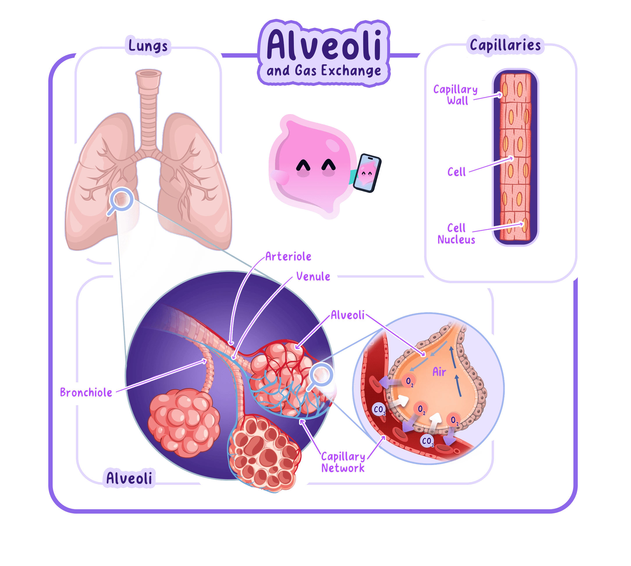 Illustration of alveoli in the lungs, showing their adaptation for gas exchange. A detailed view shows the thin, one-cell-thick walls of the alveolus and capillary, facilitating the diffusion of oxygen and carbon dioxide.
