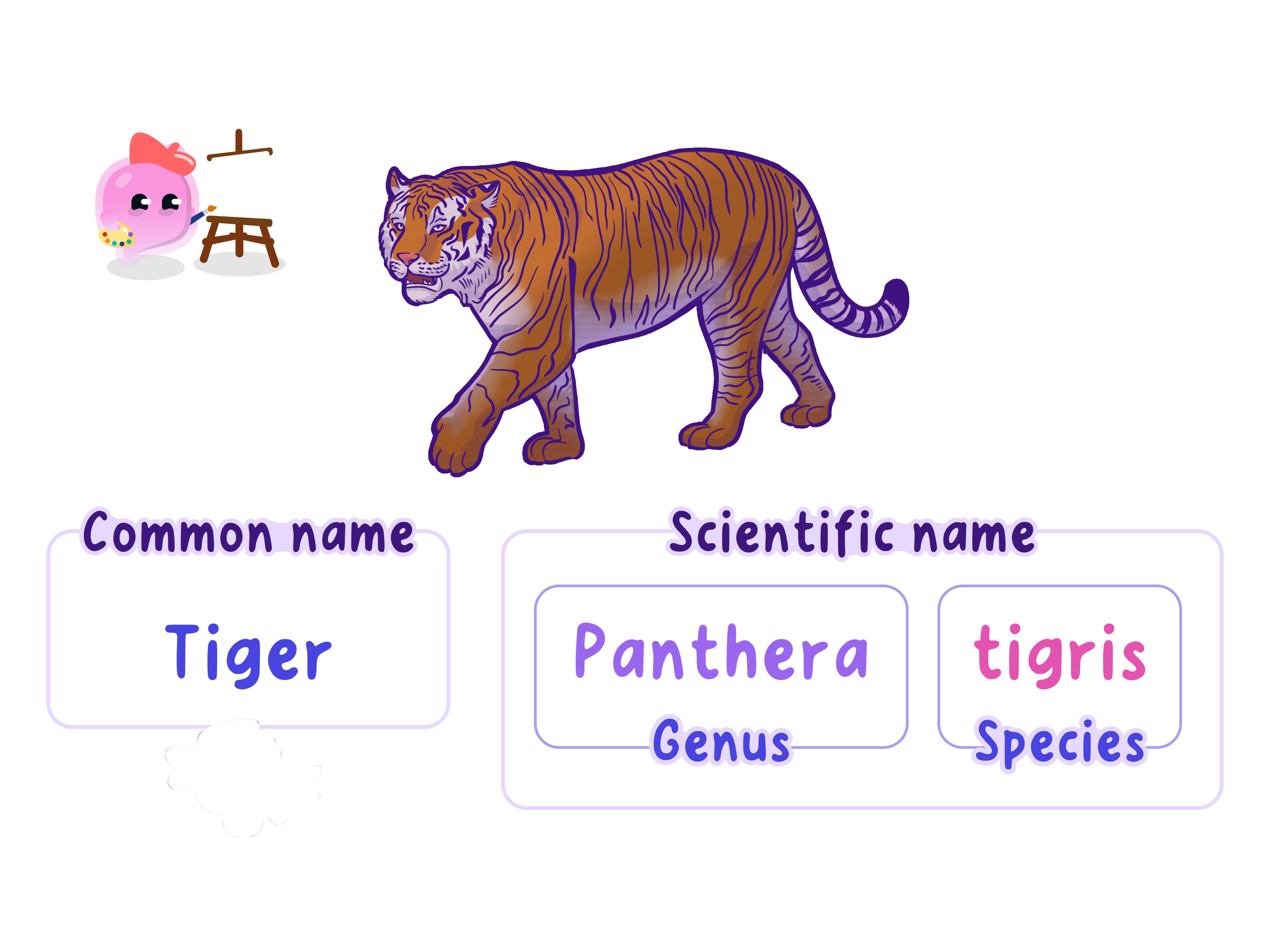 The tiger's scientific name Panthera tigris, split into its genus Panthera and its species tigris.