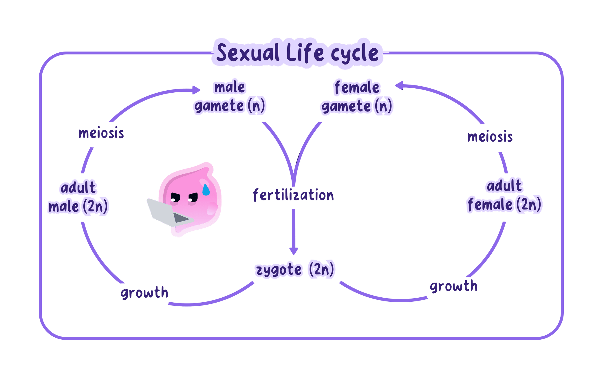 A sexual life cycle drawn as a loop: diploid adults produce haploid gametes by meiosis, a male and a female gamete fuse at fertilisation to form a diploid zygote, and the zygote grows into a new adult.
