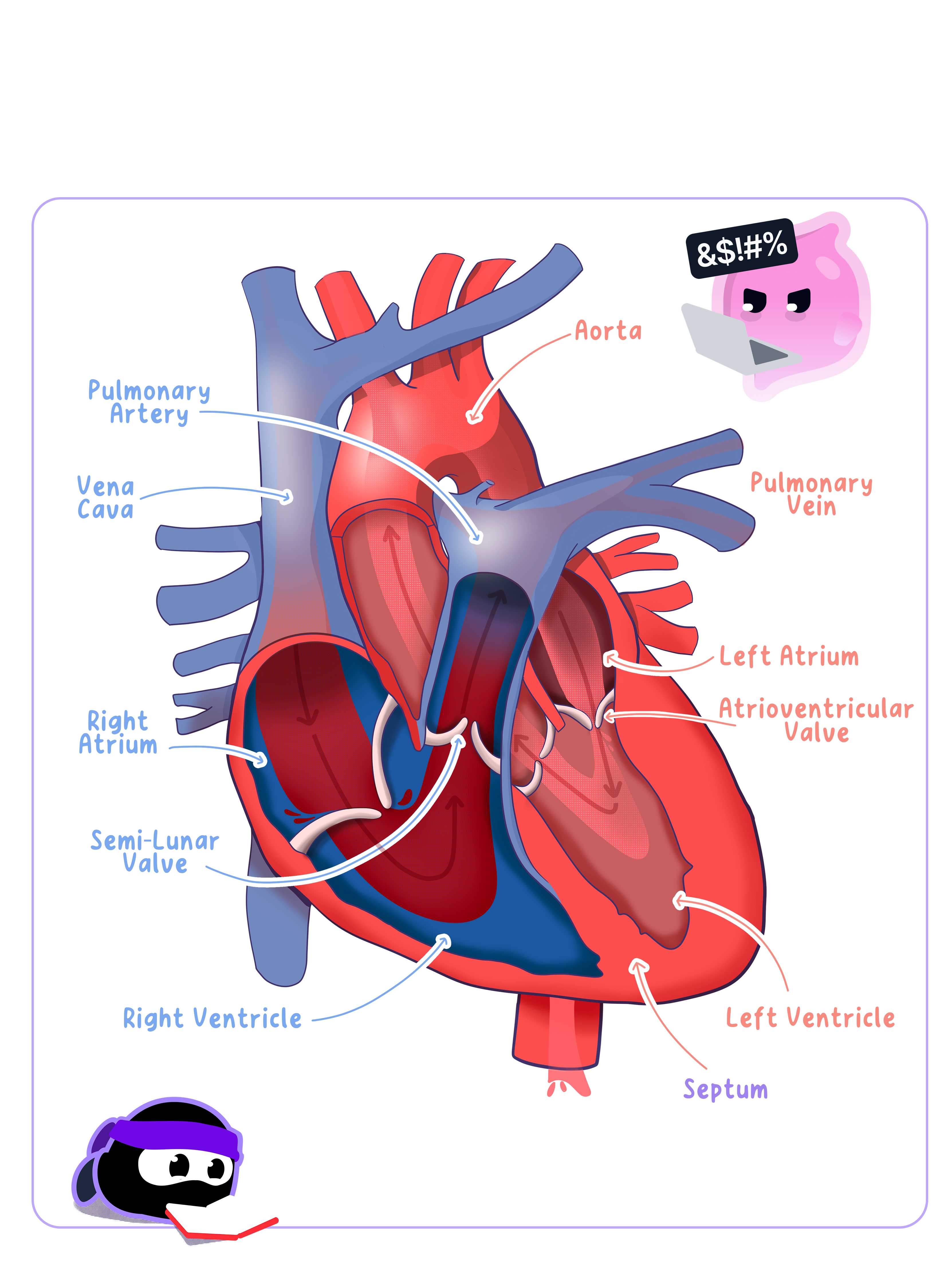 A cross-section diagram of the human heart, labelling the four chambers (right atrium, right ventricle, left atrium, left ventricle), the muscular septum, the atrioventricular and semi-lunar valves, and the major blood vessels: vena cava, aorta, pulmonary artery, and pulmonary vein.