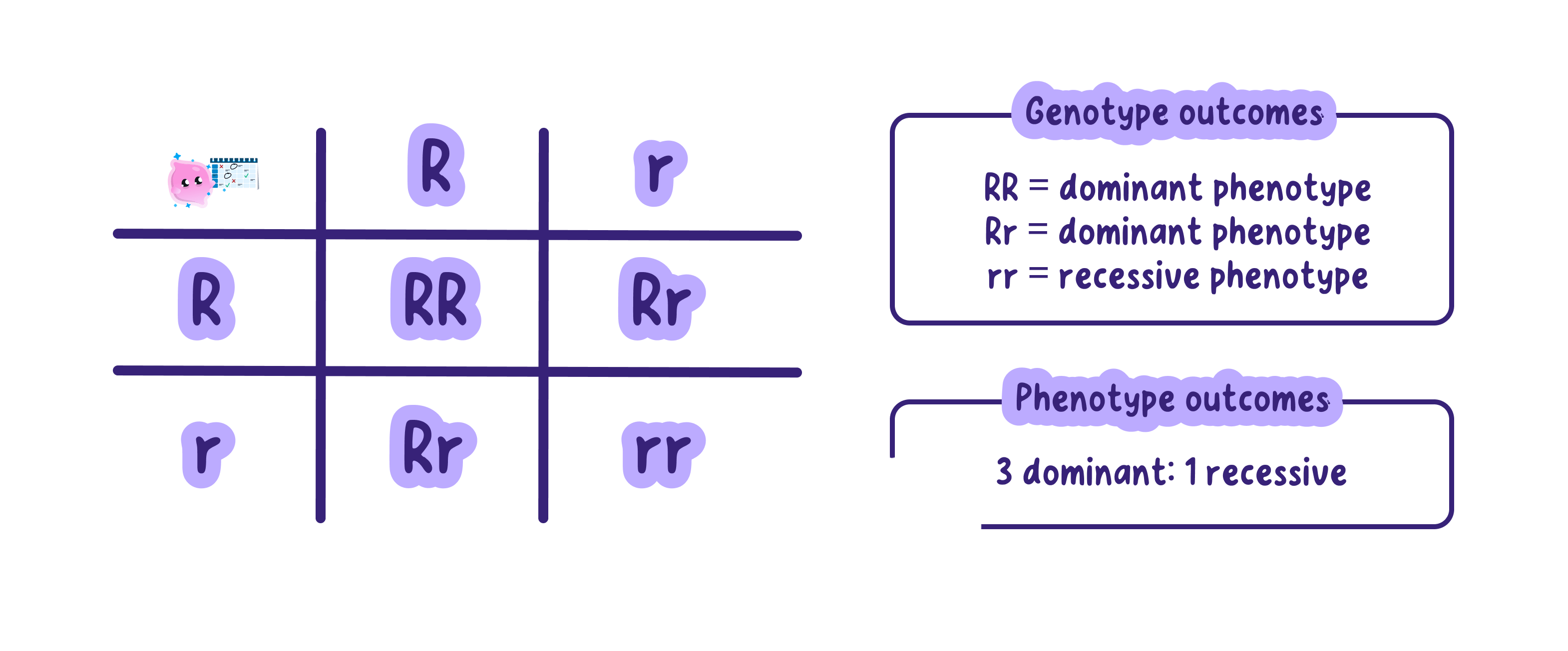 A Punnett square for a cross between two heterozygous parents, giving a 3:1 ratio of the dominant to the recessive phenotype in the offspring.