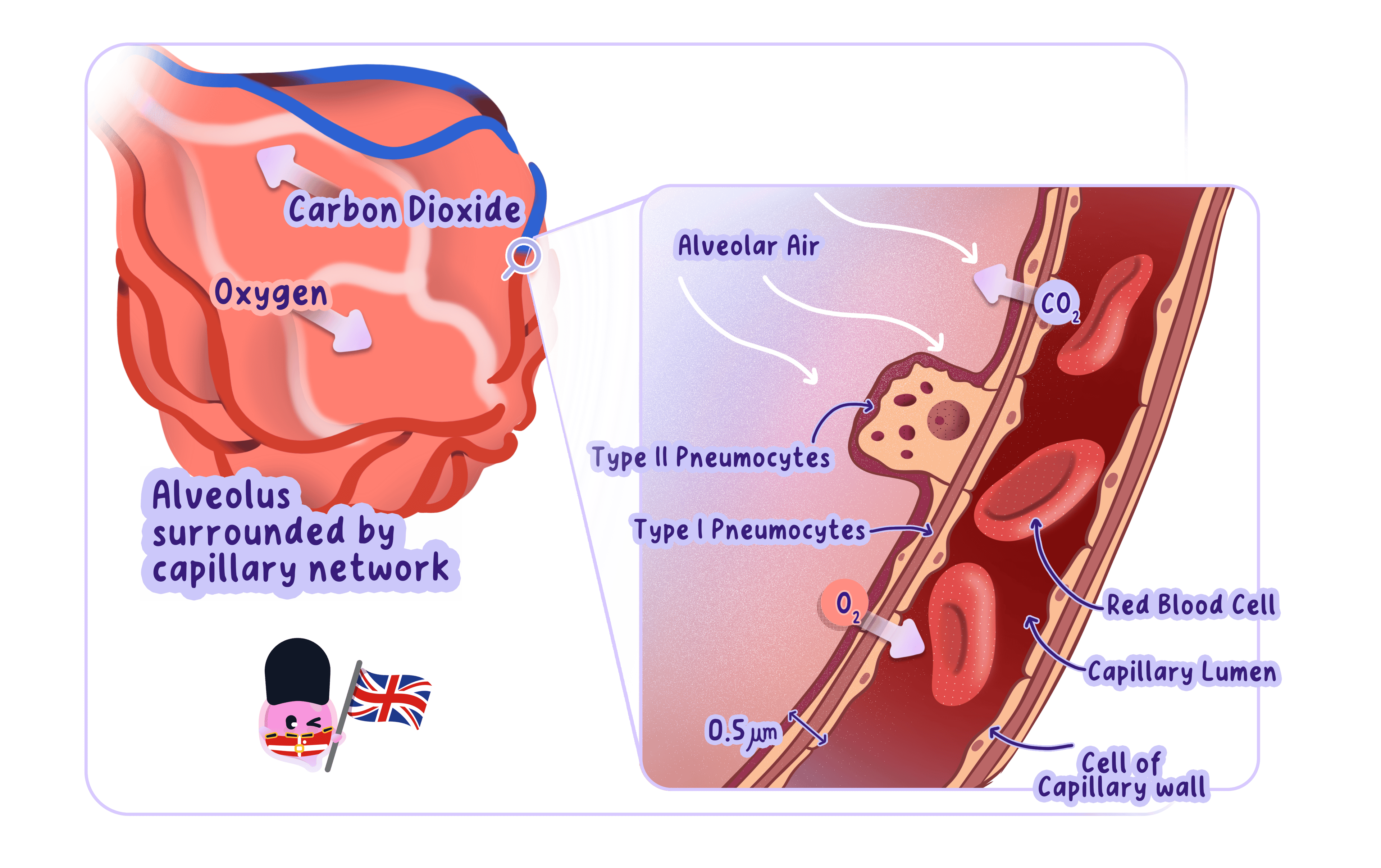 Detailed diagram of an alveolus and capillary showing gas exchange. Type I pneumocytes form the thin alveolar wall, creating a short diffusion distance of 0.5 μm. Oxygen diffuses into the blood and carbon dioxide into the air sac. Type II pneumocytes are also shown.