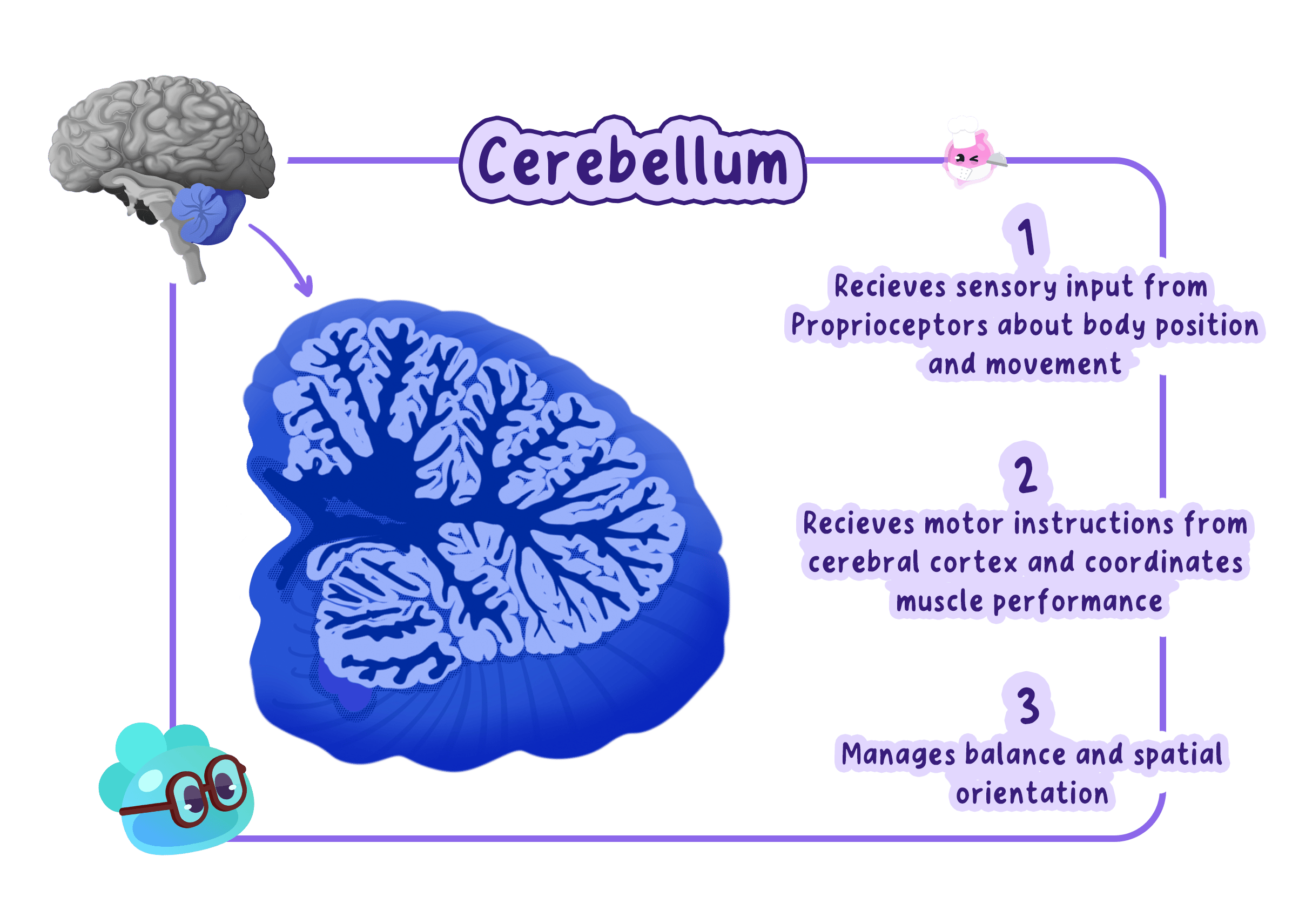 A diagram showing the location of the cerebellum in the brain and its functions, including receiving sensory input for body position, coordinating muscle performance based on motor instructions, and managing balance.