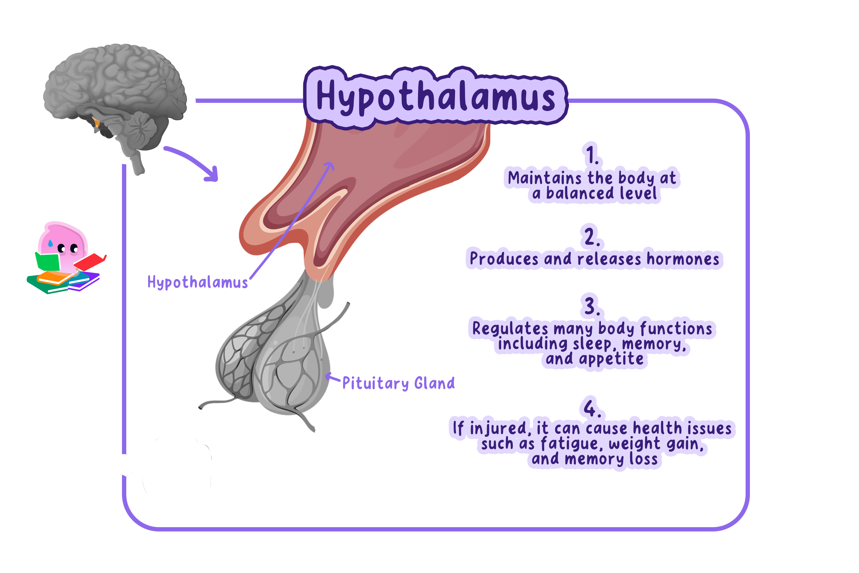 A diagram showing the location of the hypothalamus in the brain and its connection to the pituitary gland, listing its roles in homeostasis, hormone production, and regulating body functions like sleep and appetite.