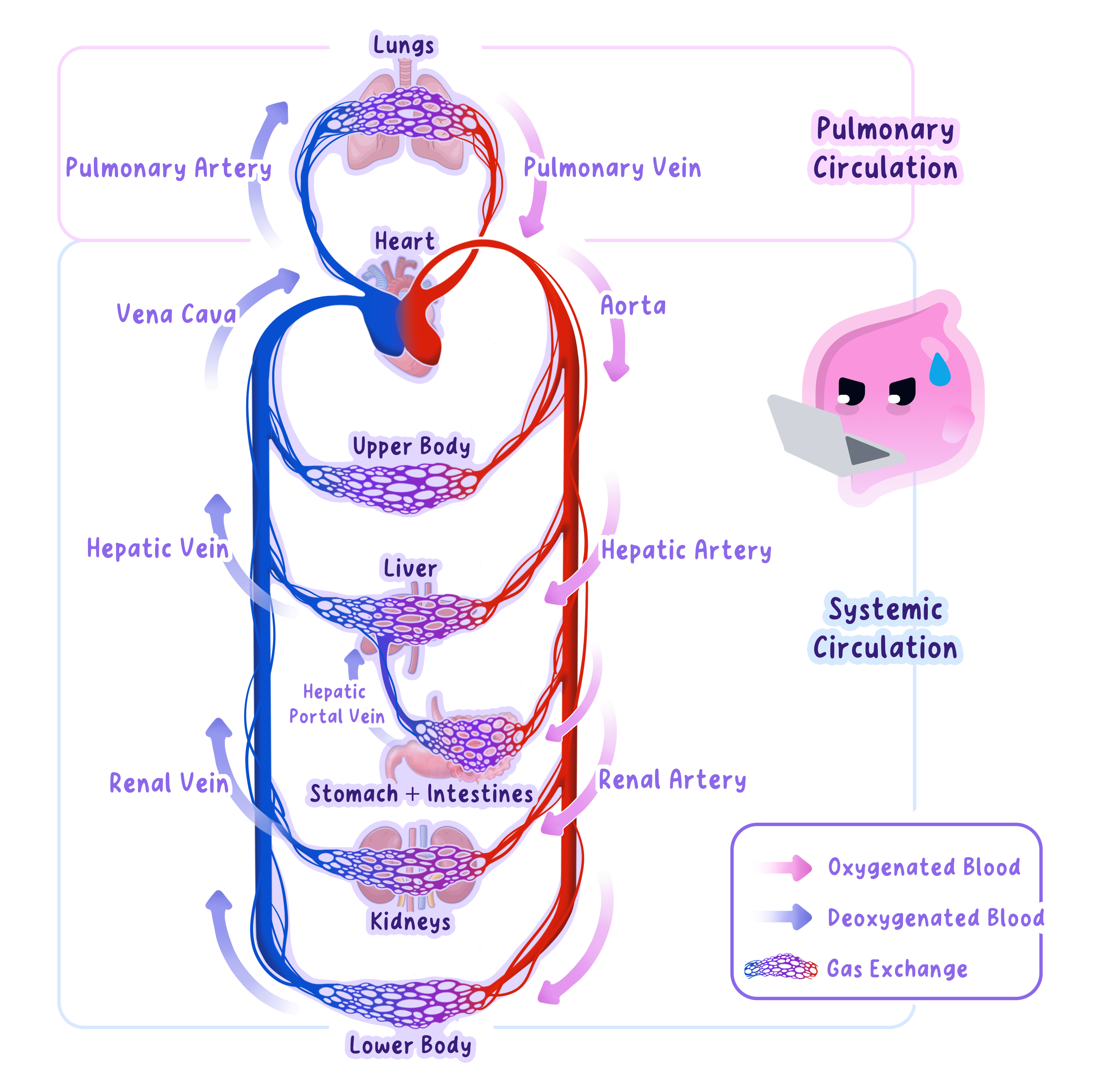 Diagram of the human double circulatory system showing pulmonary and systemic circulation. Major blood vessels like the aorta, vena cava, and pulmonary vessels are labelled. Red indicates oxygenated blood and blue indicates deoxygenated blood, with capillary beds shown at major organs.