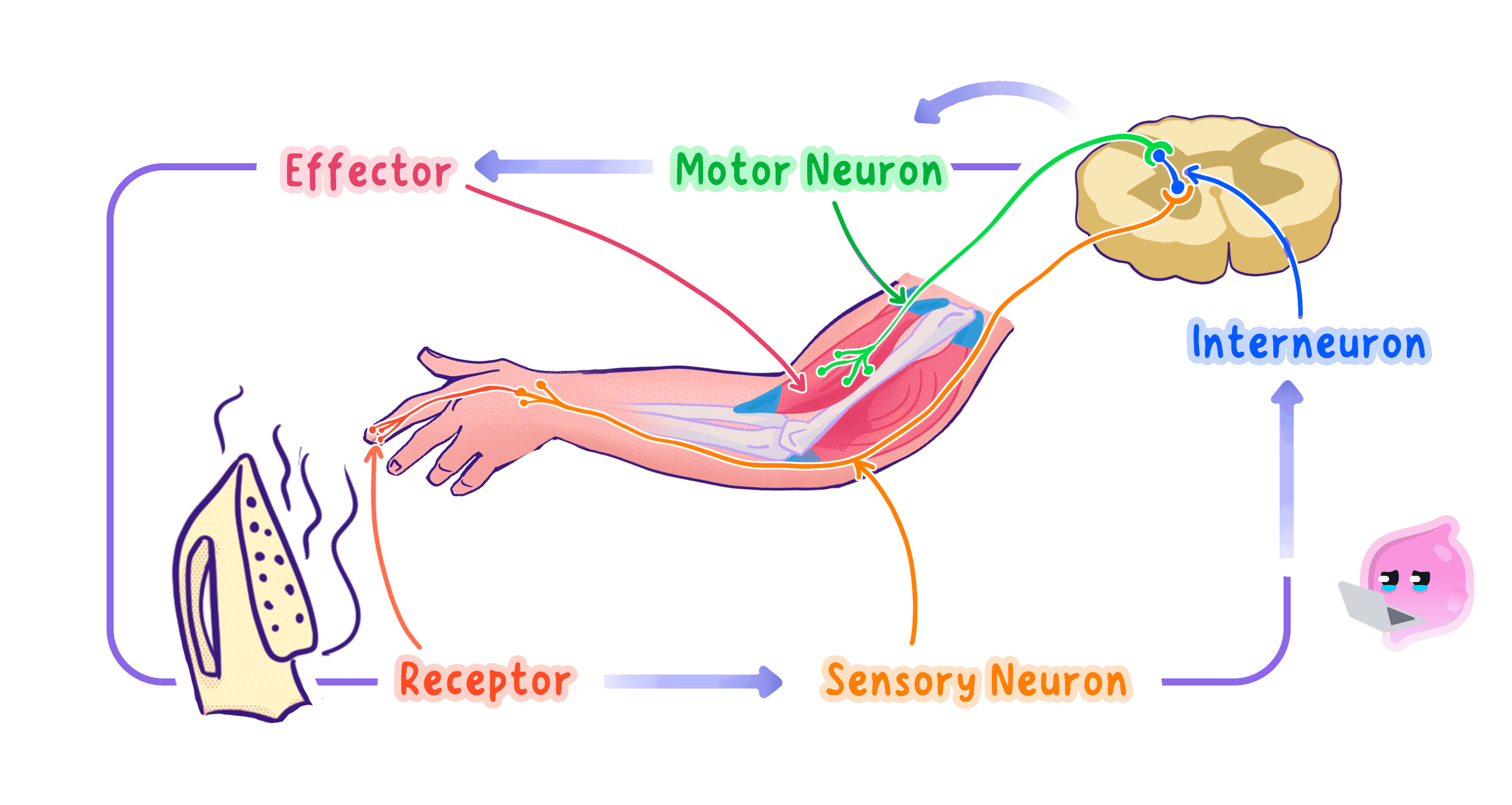 A reflex arc traced from a heat receptor in the finger, along a sensory neurone to a relay neurone in the spinal cord, then along a motor neurone to the muscle in the arm that pulls the hand away.