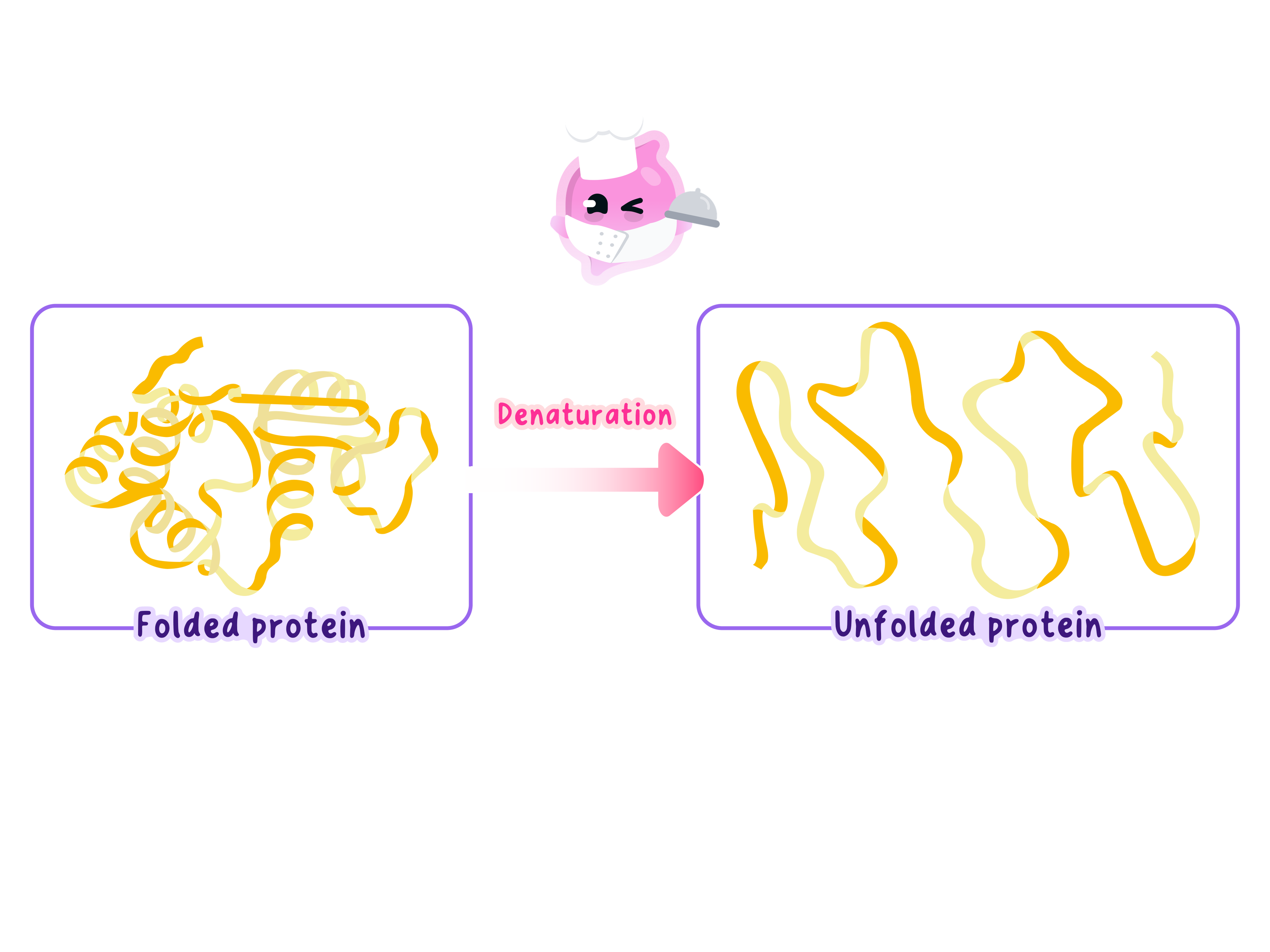 A diagram showing the process of denaturation, where a complex folded protein loses its three-dimensional shape and becomes an unfolded, non-functional chain.