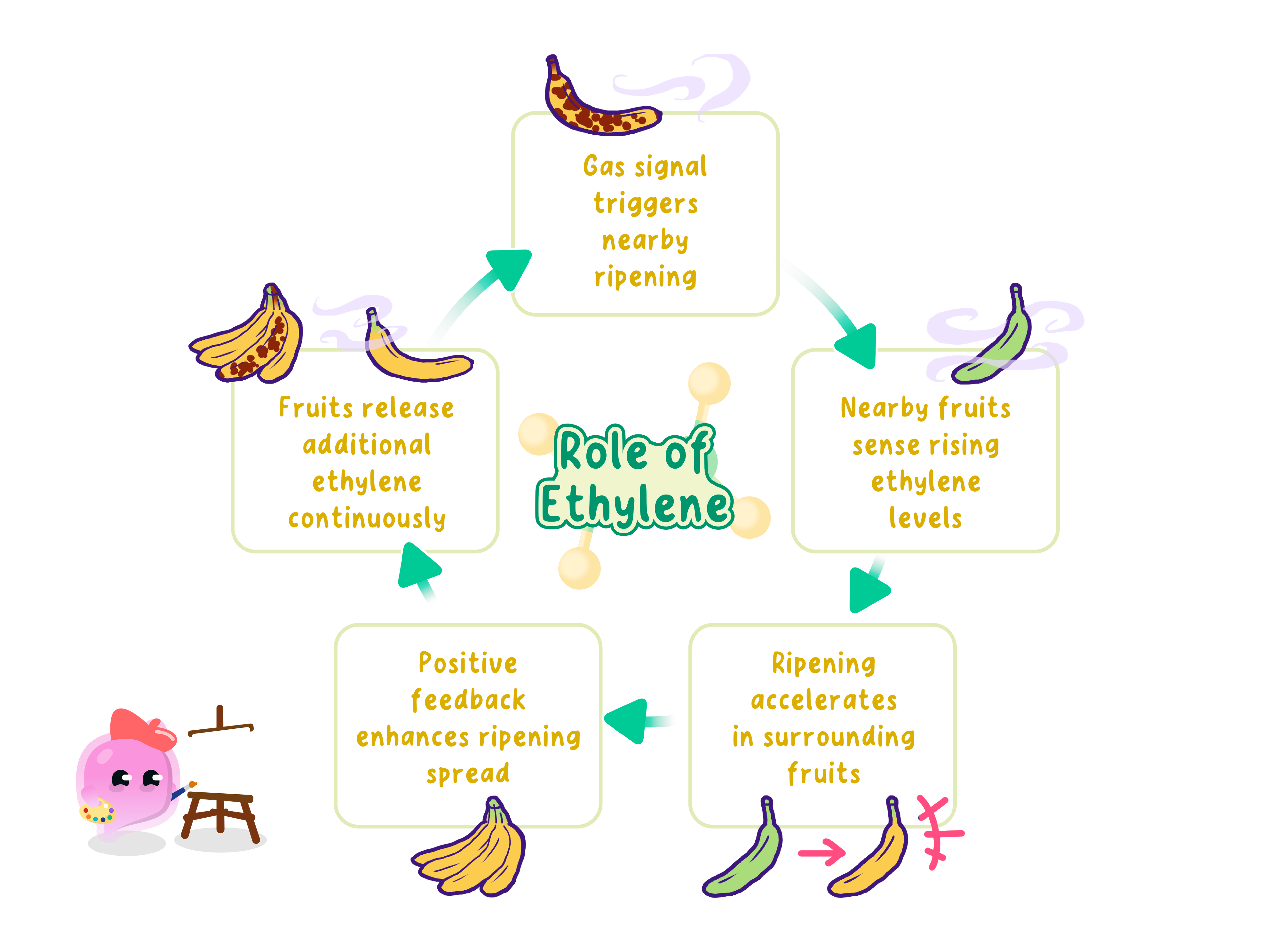 A cycle showing how ethene spreads ripening: a ripe fruit releases ethene gas, nearby fruits detect the rising concentration, their ripening speeds up, and they release ethene of their own so the effect builds.
