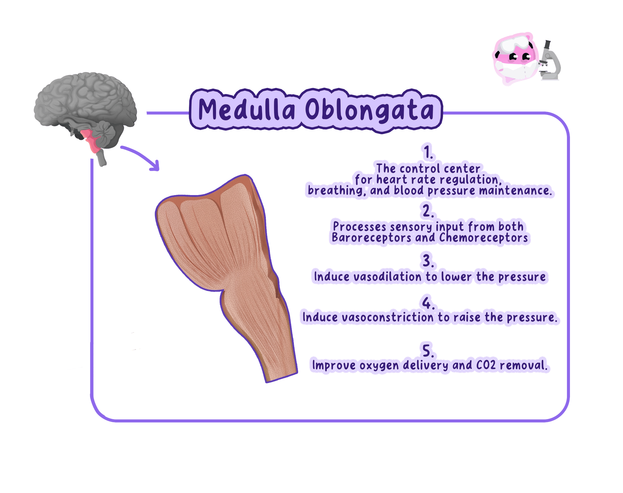 The medulla oblongata at the base of the brain, showing how it regulates heart rate, breathing rate and blood pressure using information from receptors that monitor blood pressure and blood gases.