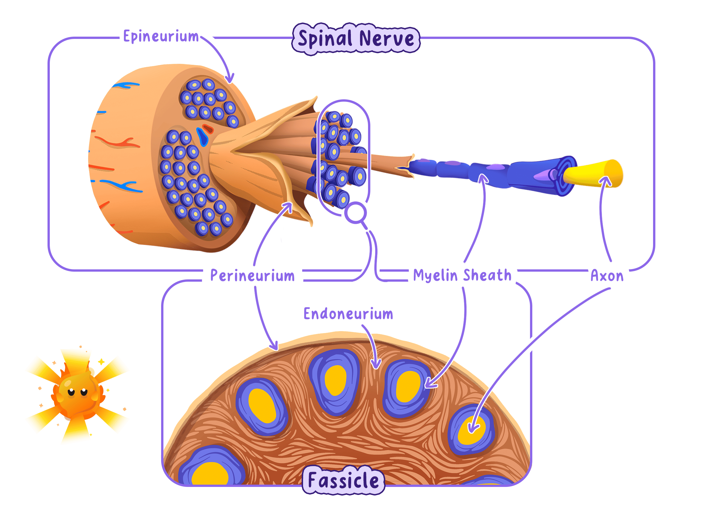 A cross-section of a spinal nerve, showing axons grouped into bundles inside layers of connective tissue, with one myelinated axon enlarged.