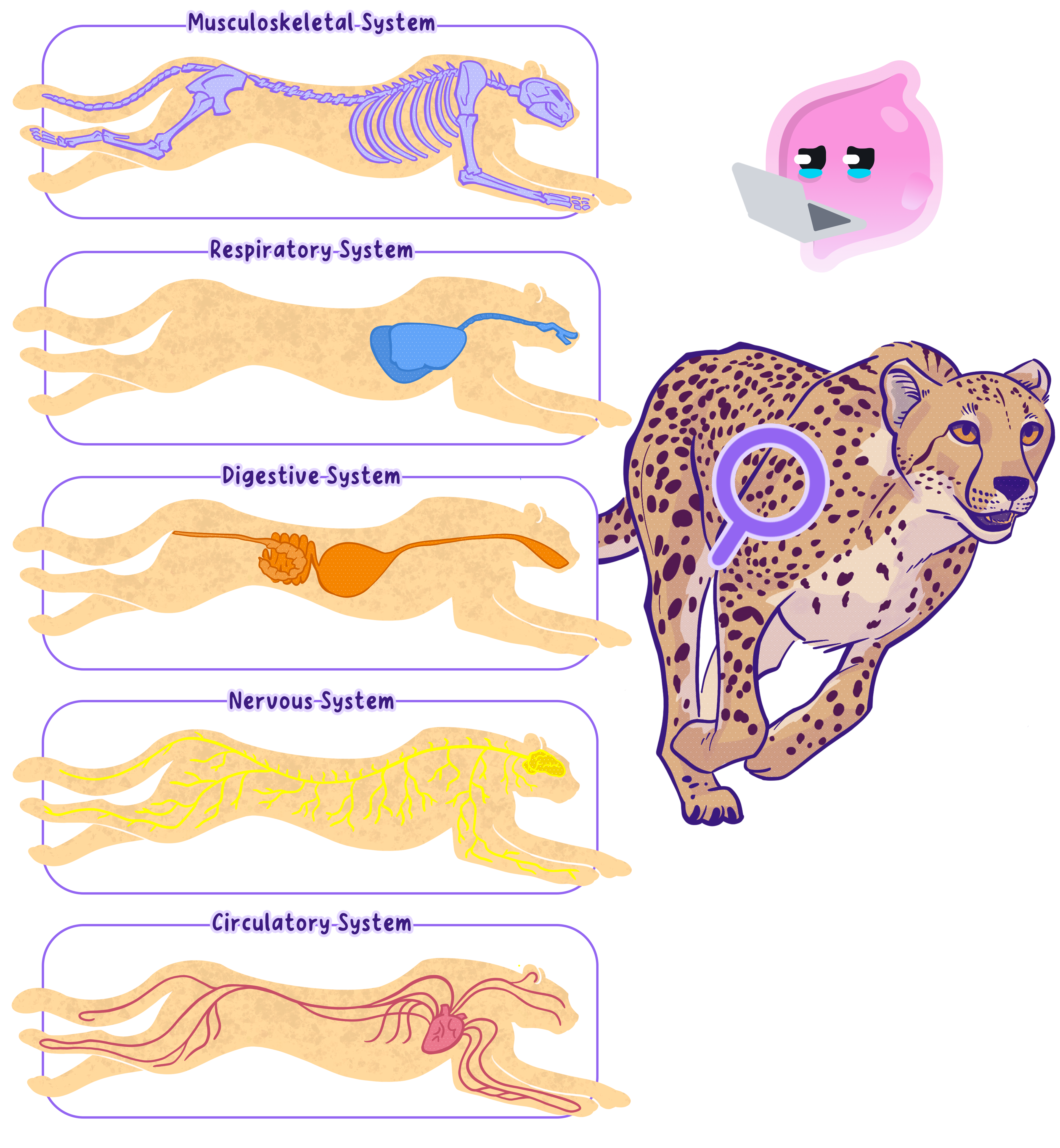 A diagram of a running cheetah showing five of its organ systems: musculoskeletal, respiratory, digestive, nervous, and circulatory. This illustrates how different systems are organised and work together within a multicellular organism.