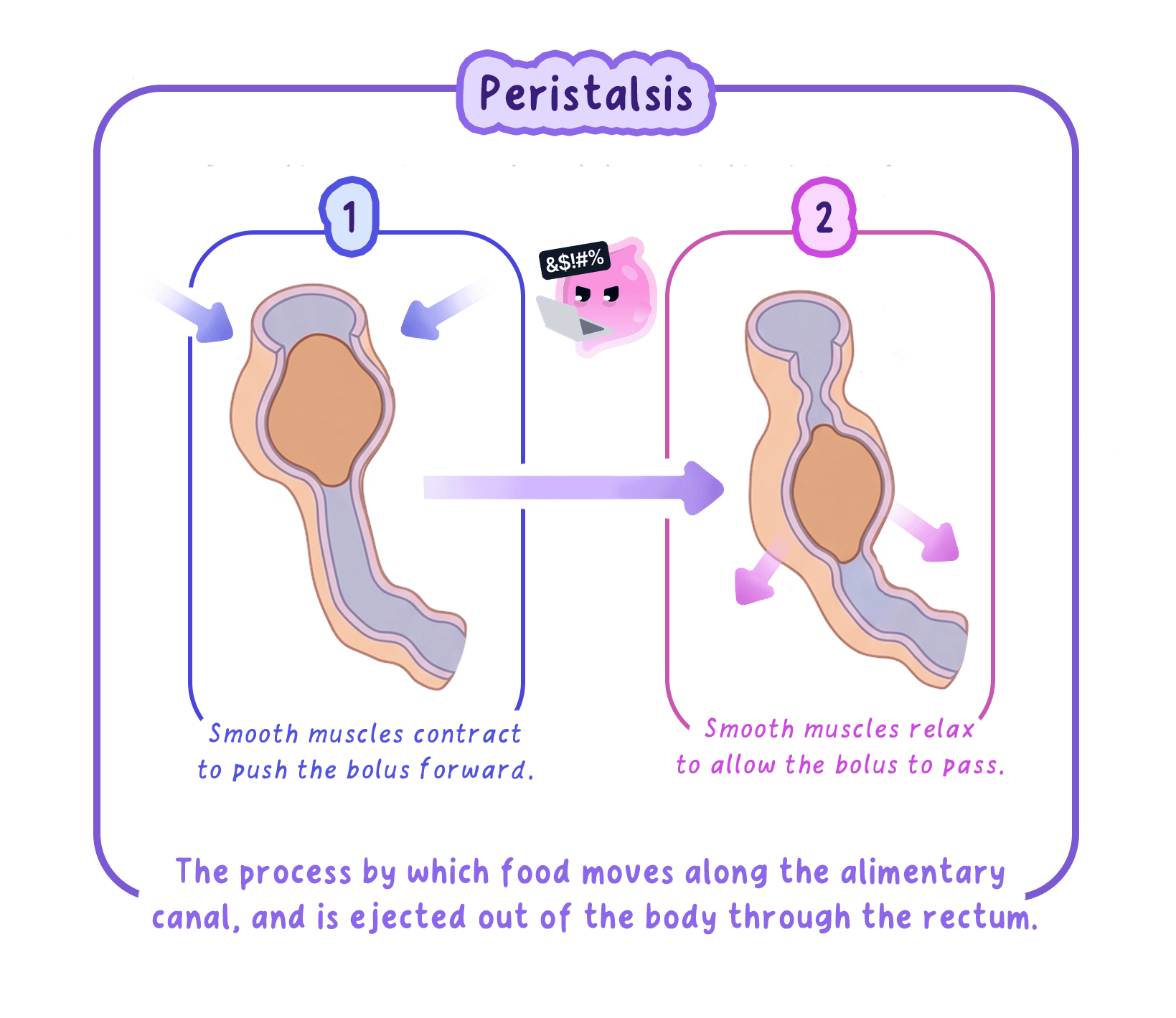 A diagram of peristalsis, showing how smooth muscles in the wall of the alimentary canal contract behind a food bolus and relax in front of it to squeeze the food along.