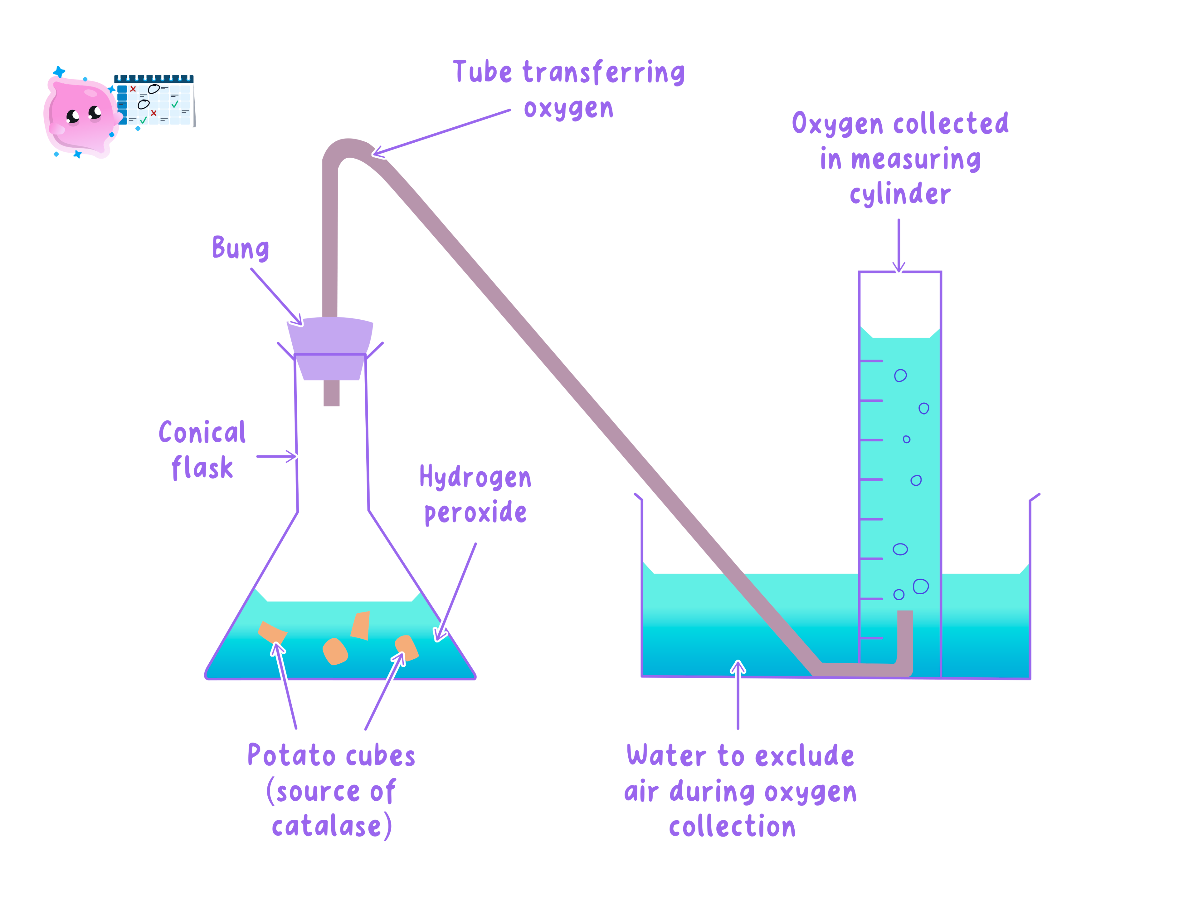 Apparatus for measuring catalase activity by collecting the oxygen given off, used to find a rate of reaction.