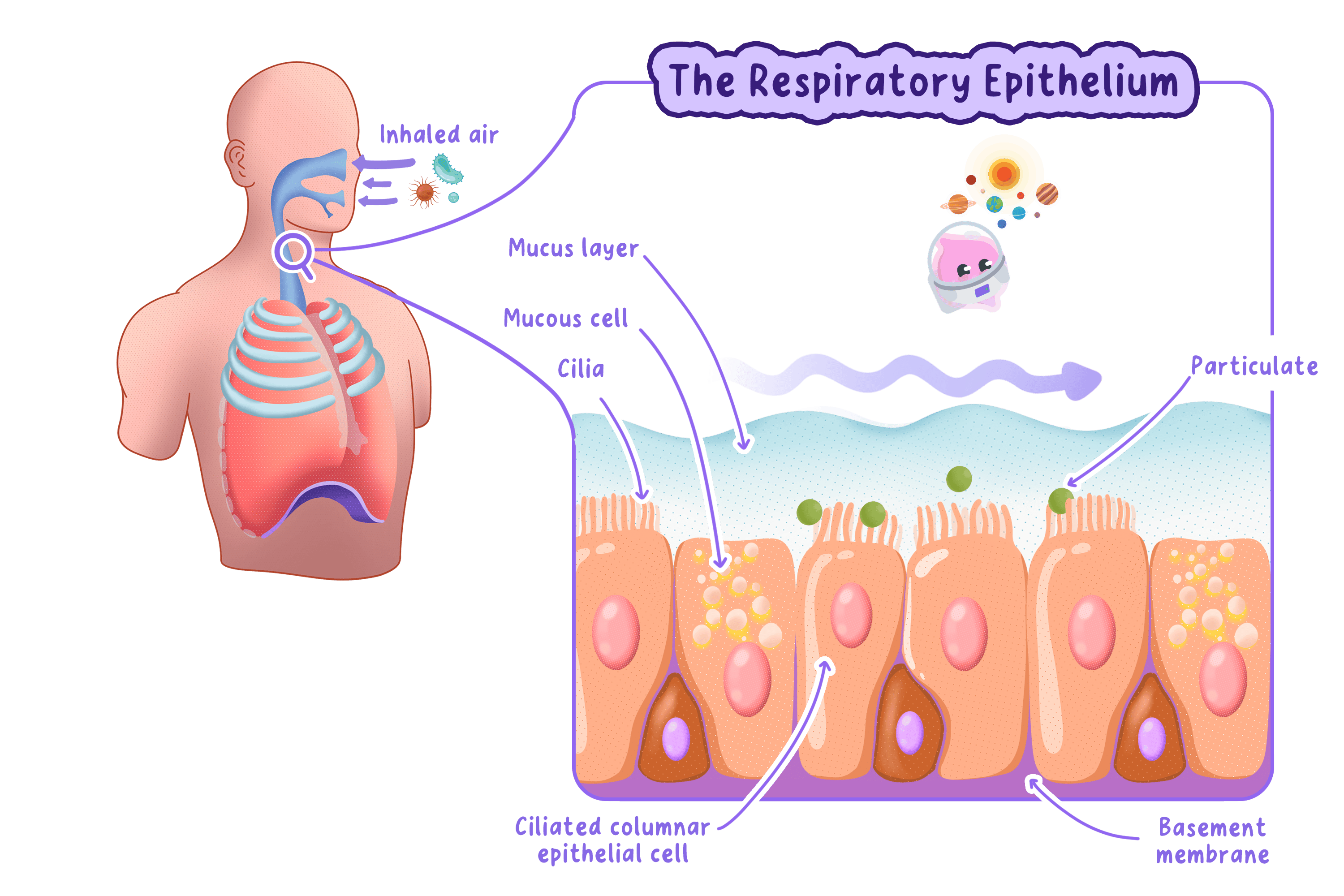 Diagram of the respiratory epithelium showing ciliated columnar epithelial cells and mucous cells. Mucus traps inhaled particulates and pathogens, while cilia waft the mucus layer away from the lungs.