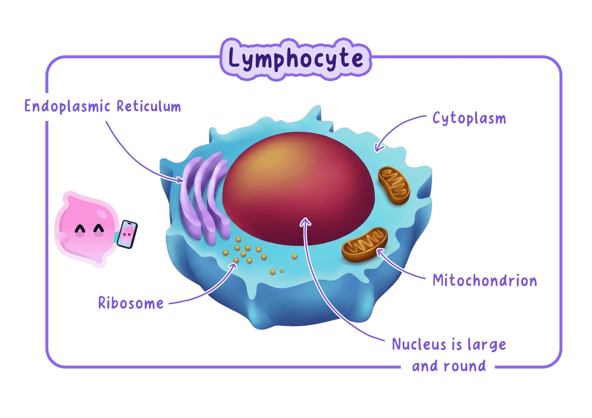 A diagram of a lymphocyte, a type of white blood cell, showing its large, round nucleus and organelles like the endoplasmic reticulum, ribosomes, and mitochondria.
