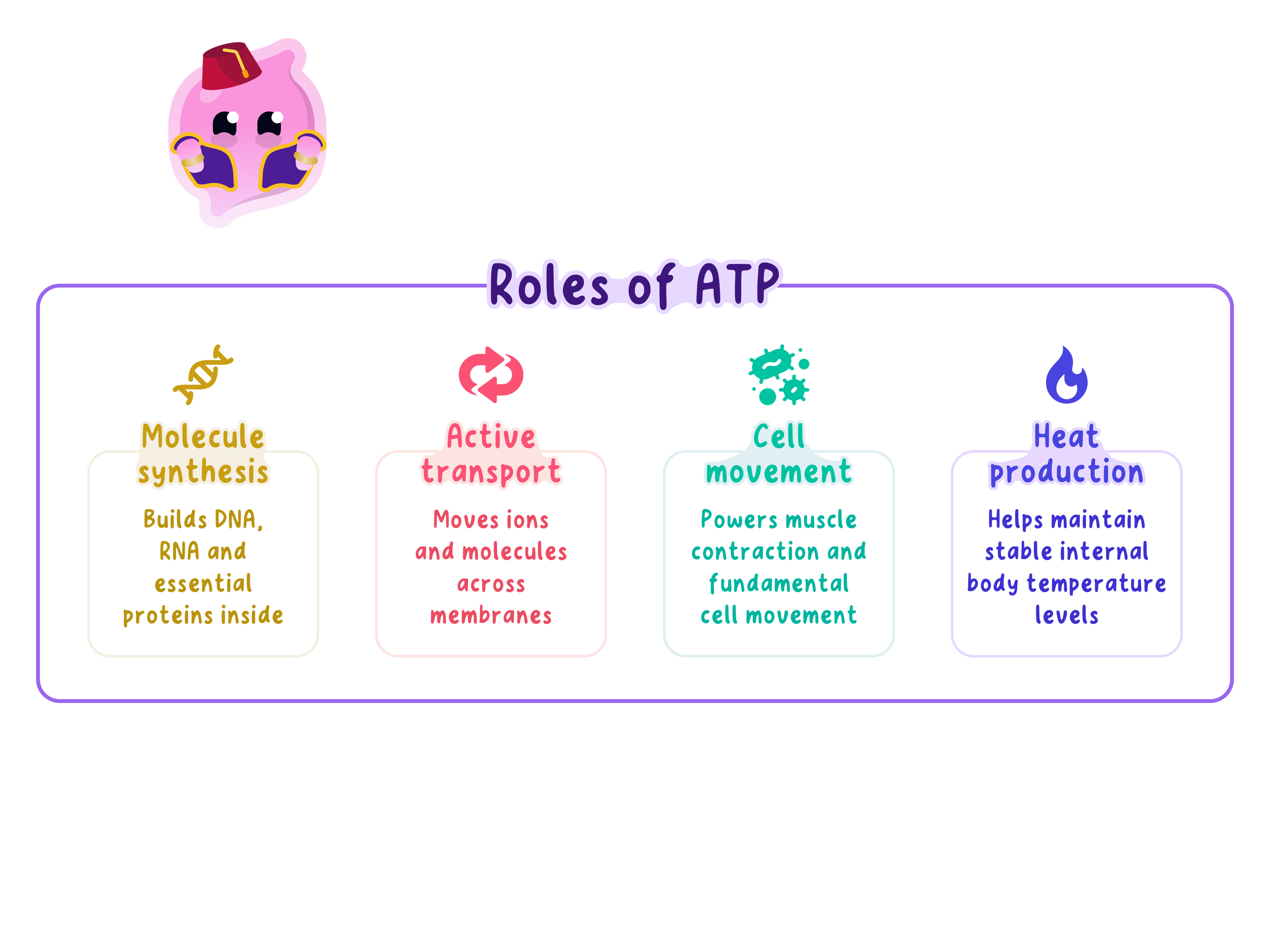 A diagram showing four key roles of ATP in cells: molecule synthesis (building DNA, RNA, and proteins), active transport (moving substances across membranes), cell movement (powering muscle contraction), and heat production (maintaining body temperature).
