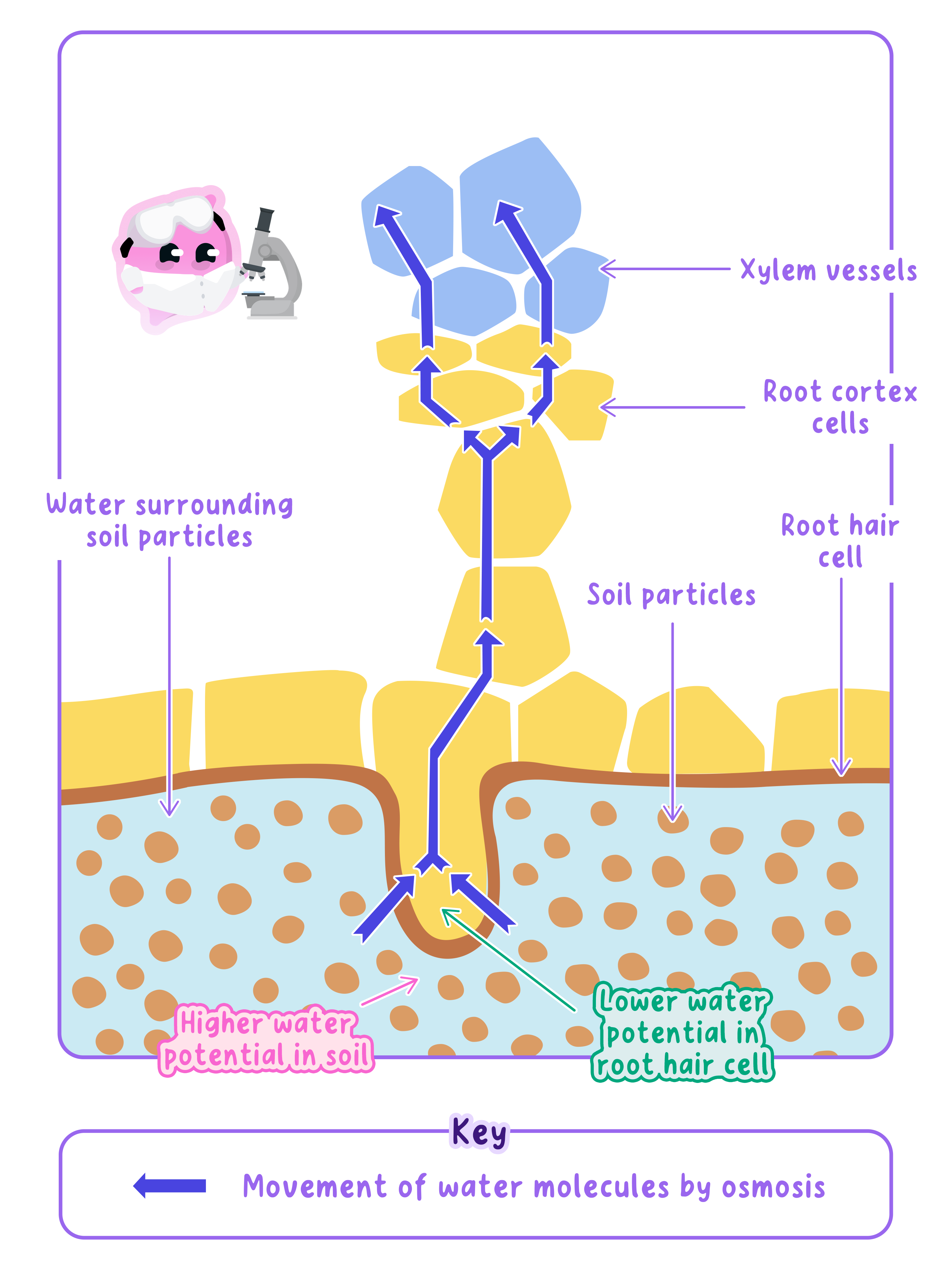 An illustration of water potential in action, showing water moving from a region of higher water potential in the soil to a region of lower water potential in a root hair cell.
