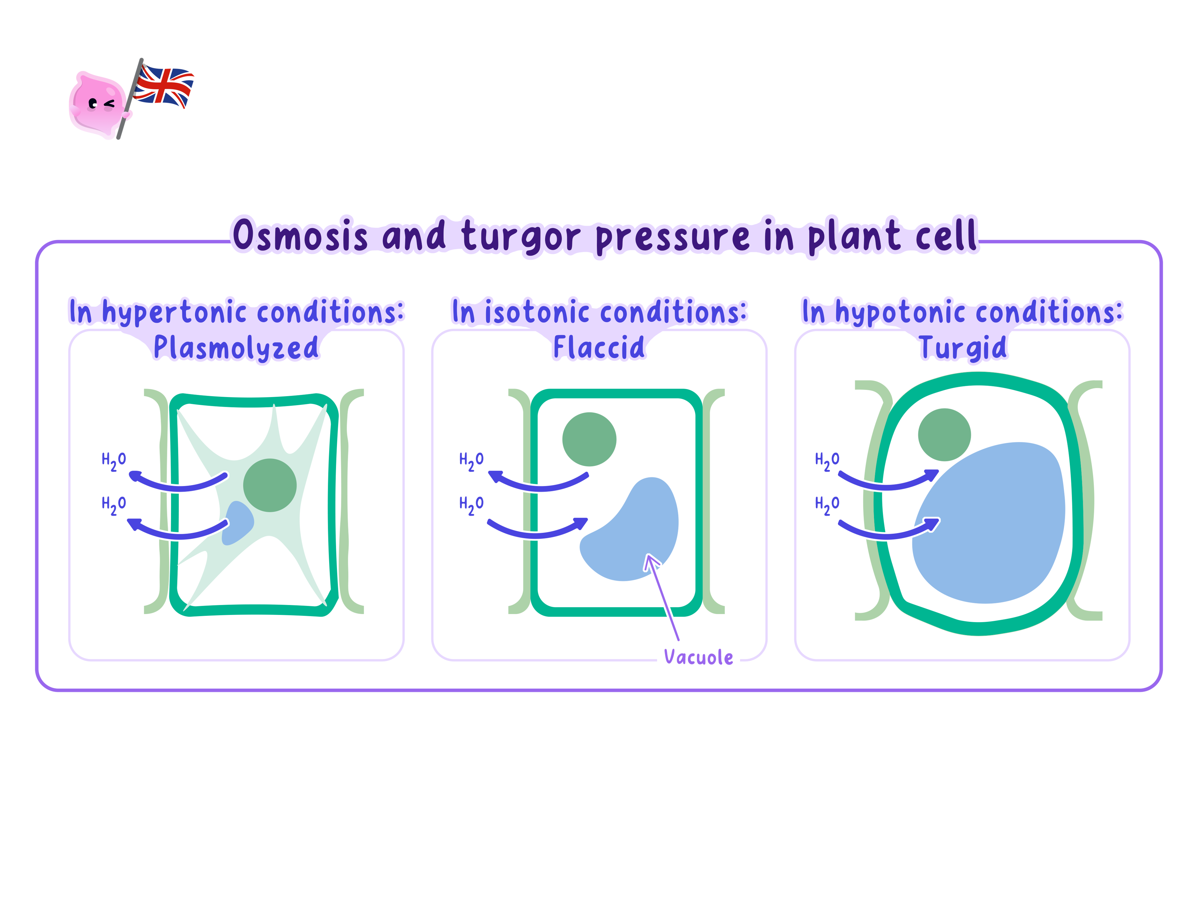 A diagram illustrating osmosis in plant cells under three conditions: hypertonic (plasmolyzed), isotonic (flaccid), and hypotonic (turgid). It shows the movement of water (H2O) and the resulting state of the vacuole and cell membrane relative to the cell wall.