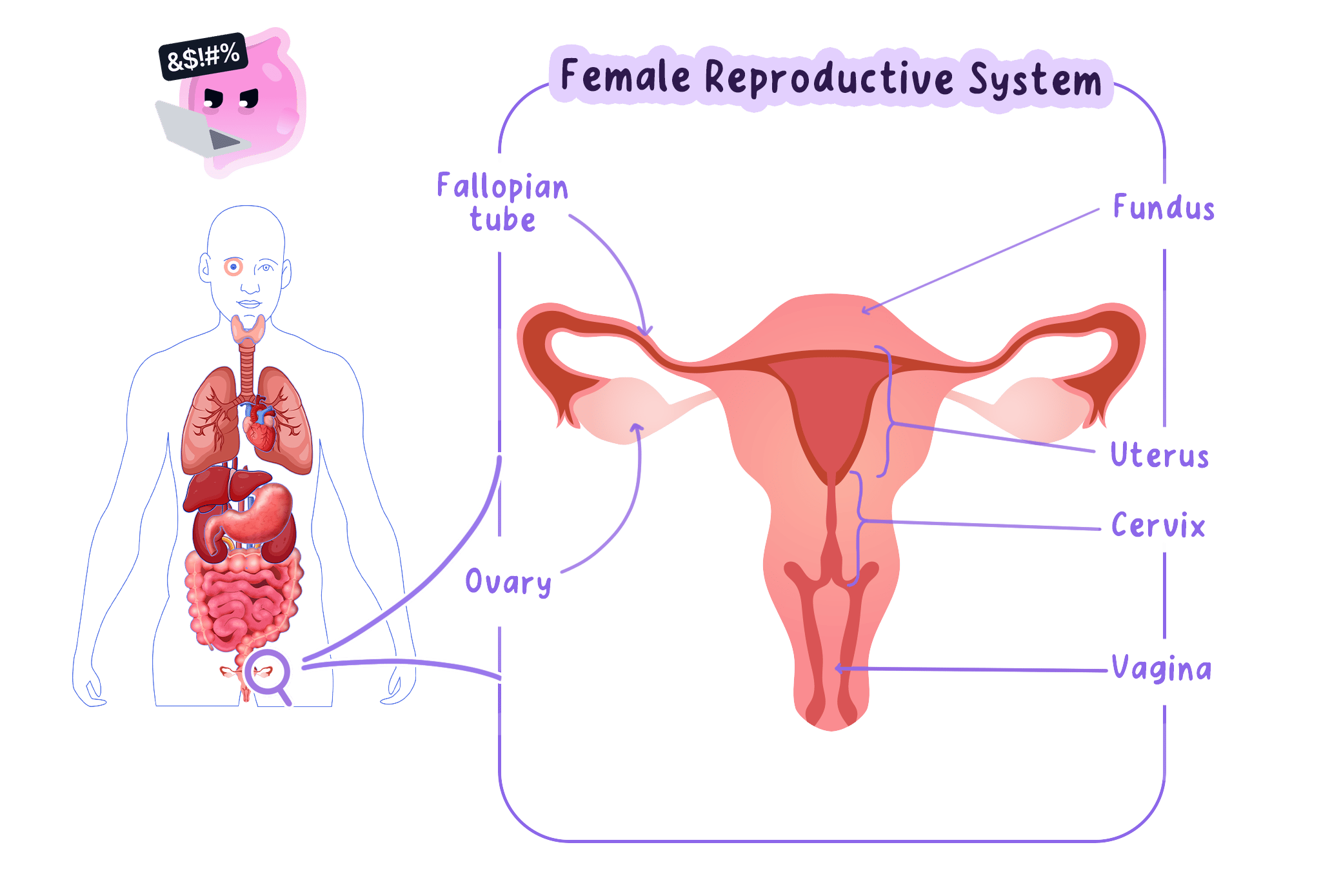 A diagram of the female reproductive system showing the ovaries, fallopian tubes, uterus, cervix, and vagina, with an inset showing their location in the lower abdomen of the human body.