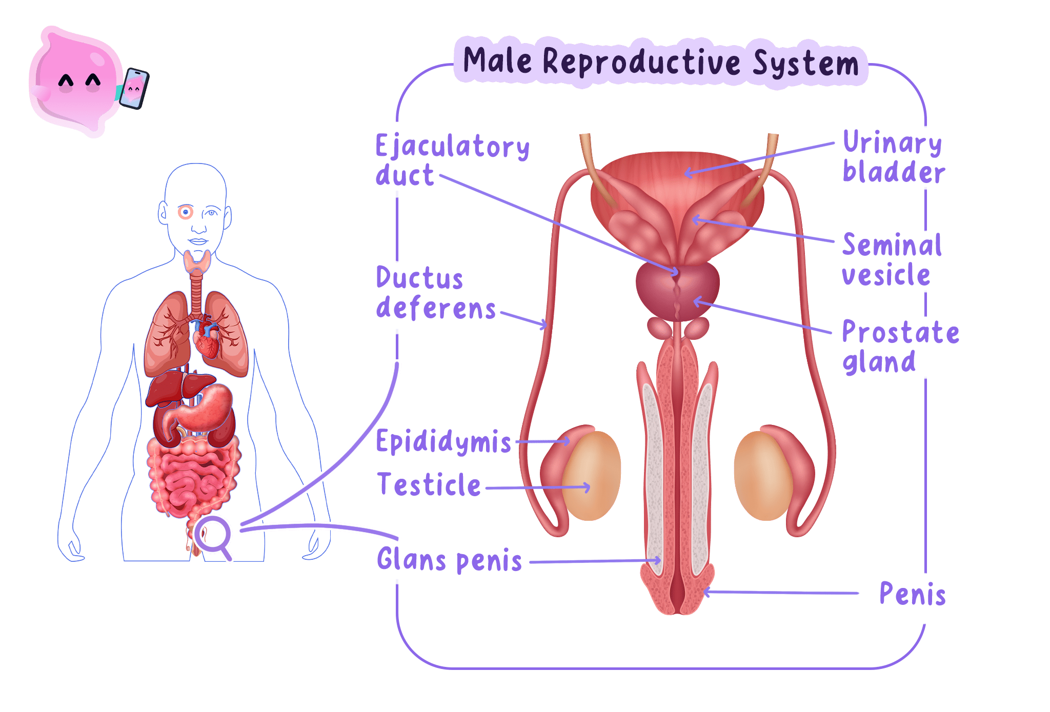 A diagram of the male reproductive system showing the testes, epididymis, ductus deferens, seminal vesicle, prostate gland, and penis, with an inset showing their location in the human body.
