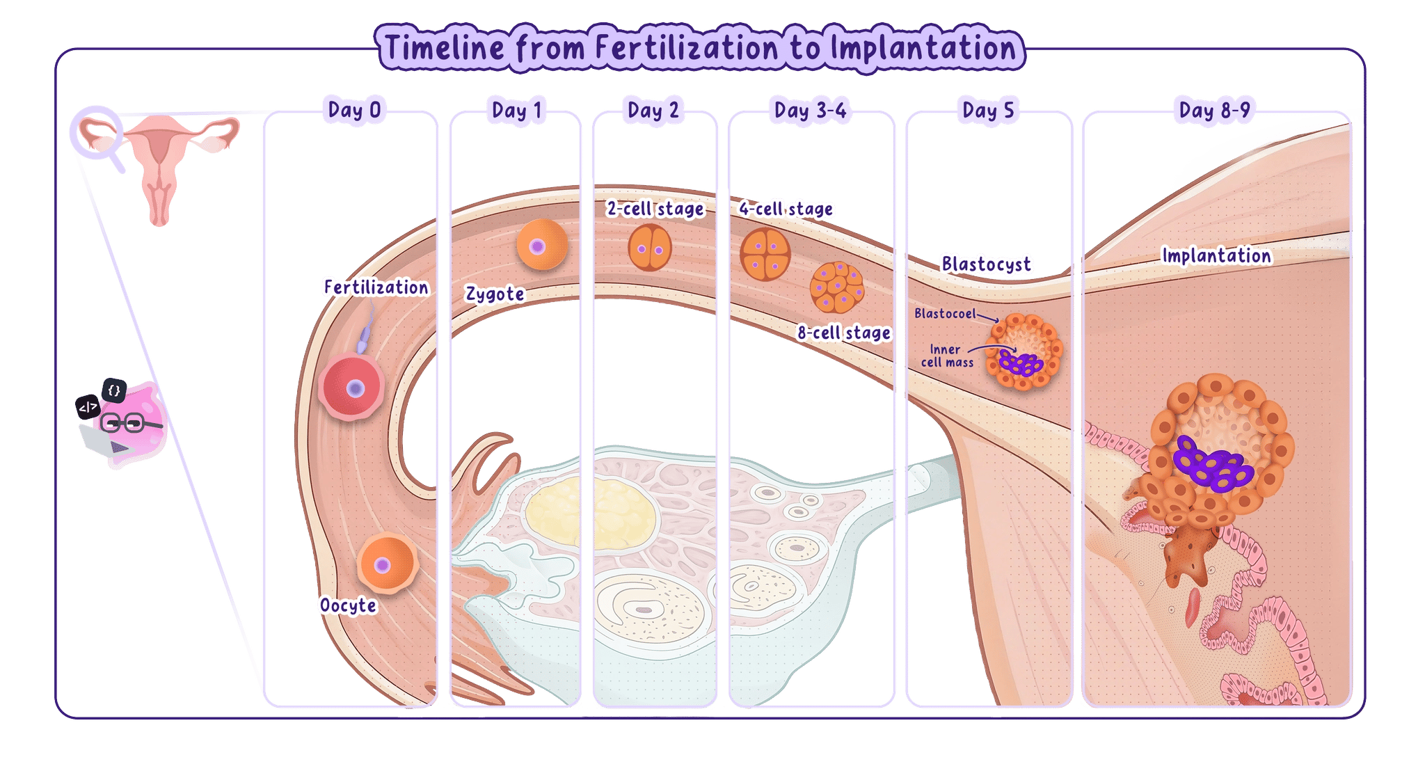 A timeline of human development from fertilization to implantation, showing the zygote, 2-cell, 4-cell, and 8-cell stages, the blastocyst with its inner cell mass, and the final implantation into the uterine lining.
