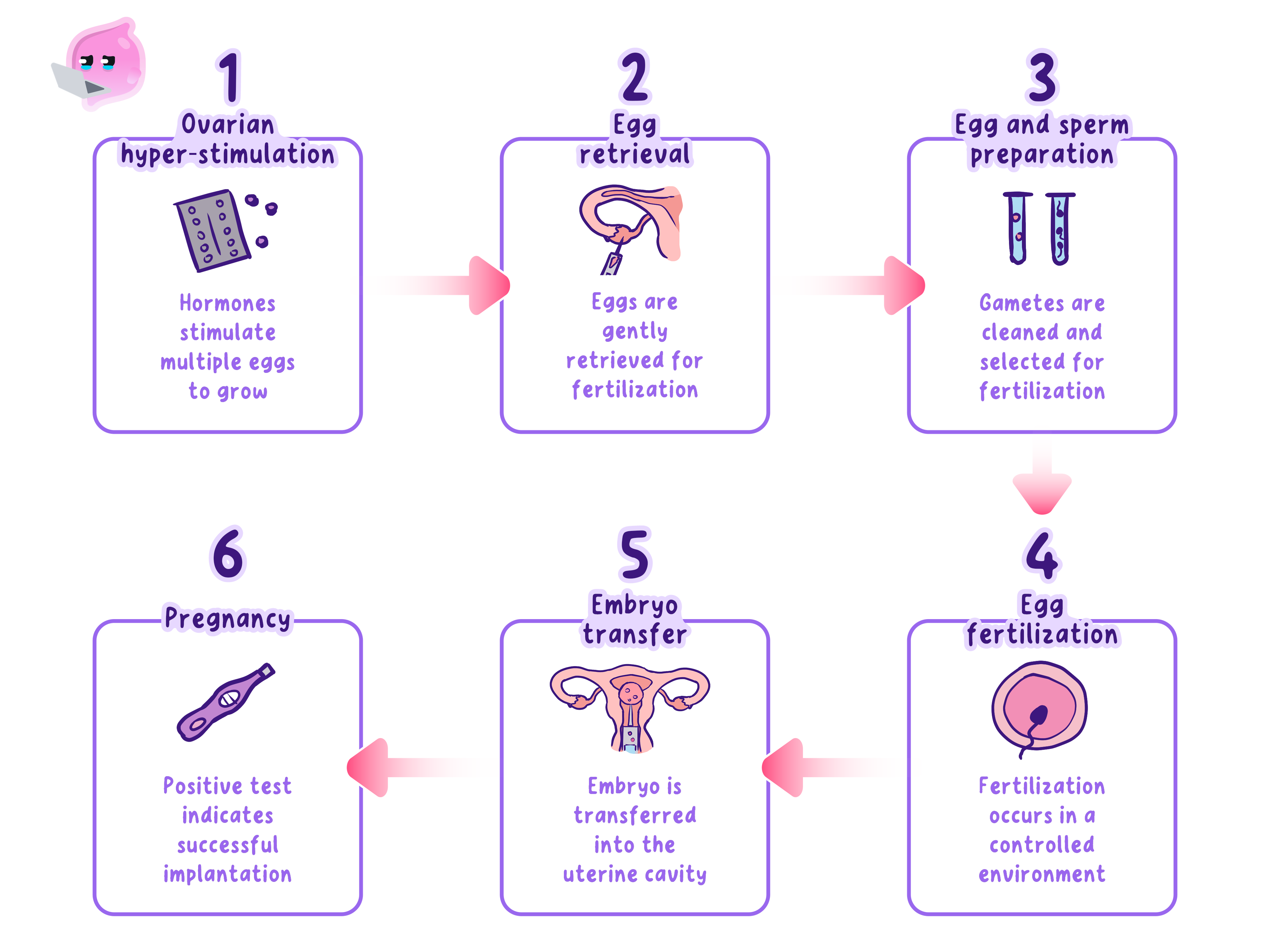 A step-by-step diagram of IVF showing hormone treatment, egg collection, fertilisation outside the body, embryo development and transfer to the uterus.