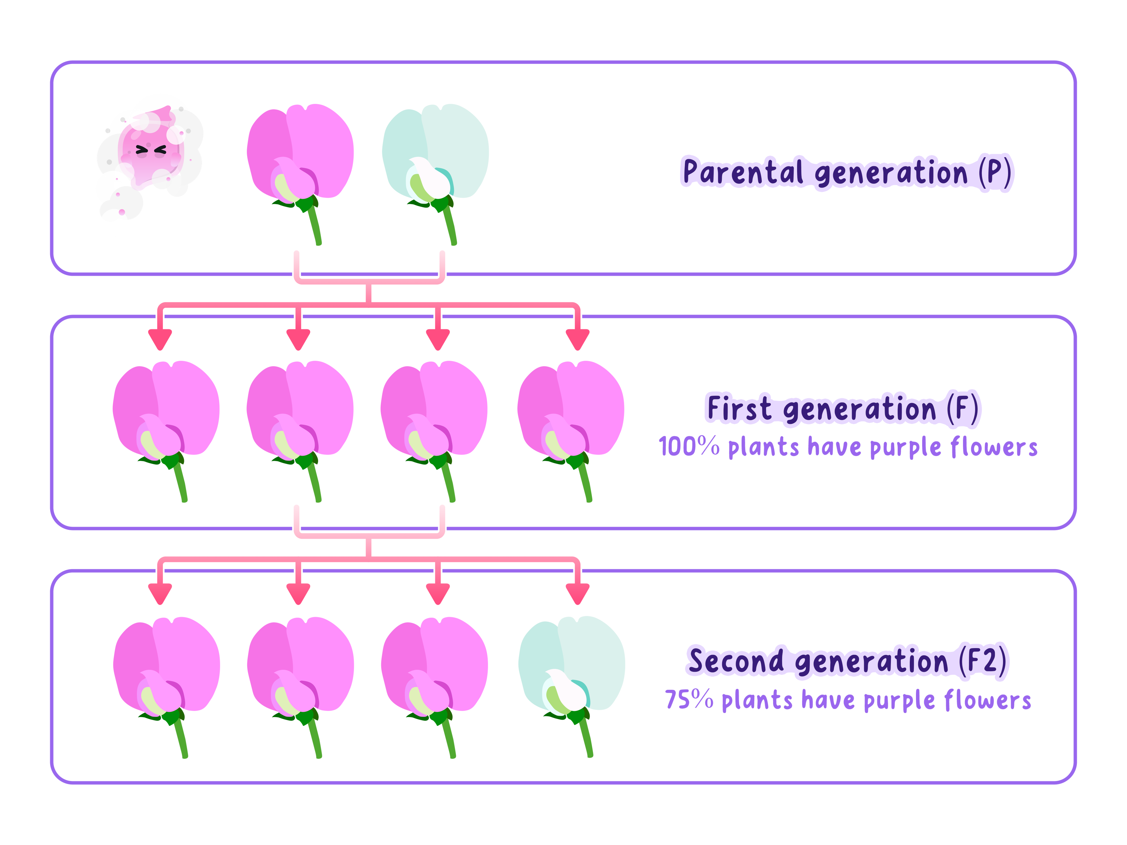 Mendel crossed purple and white pea plants; the first generation was all purple and the next showed a 3:1 ratio of purple to white.