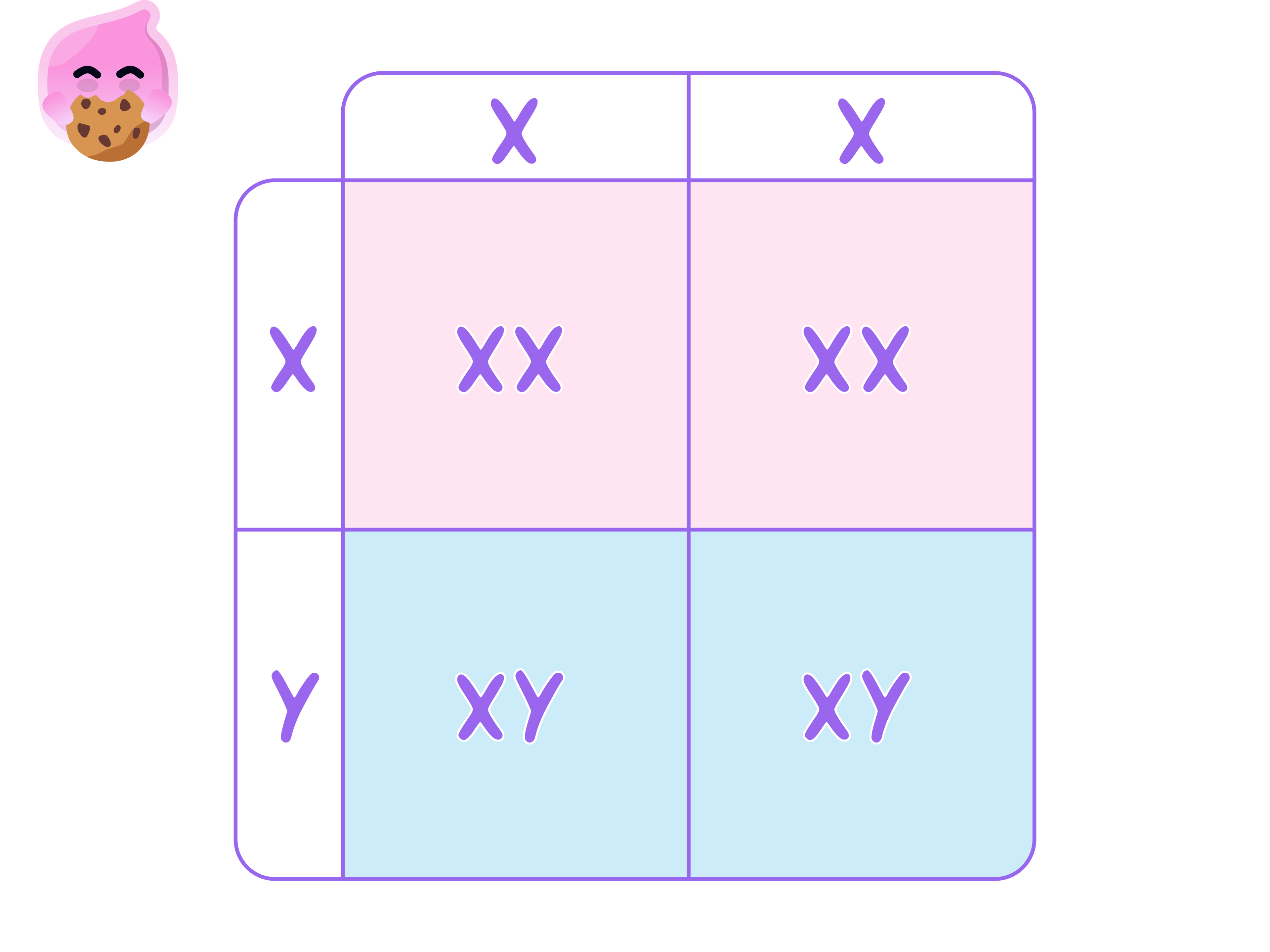 A Punnett square crossing an XX mother with an XY father, giving XX, XX, XY and XY: a 1:1 ratio of female to male offspring.