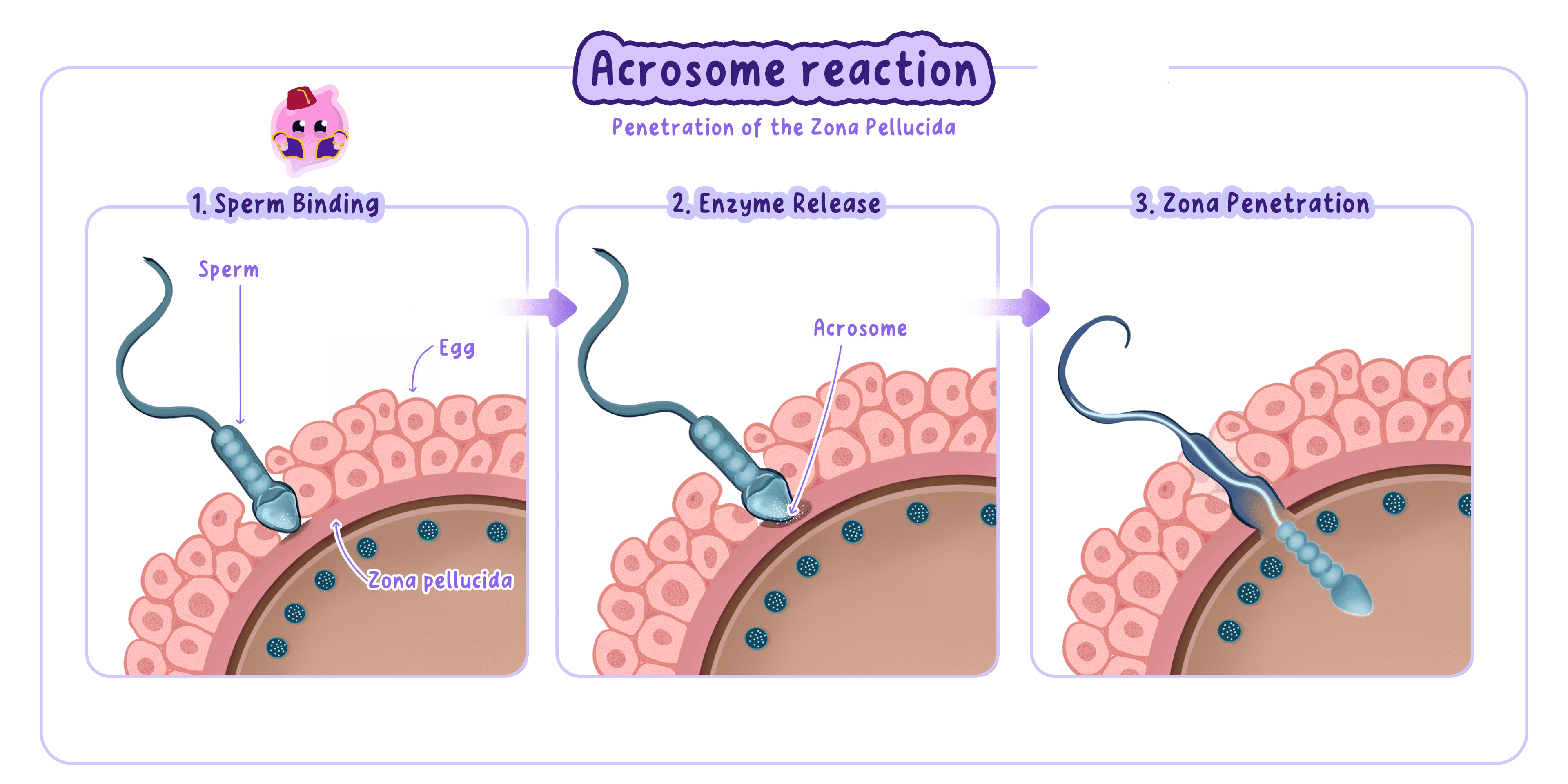 A three-step diagram of the acrosome reaction during fertilisation: 1) Sperm binding to the egg's zona pellucida, 2) Release of digestive enzymes from the acrosome, and 3) Penetration of the zona pellucida by the sperm.
