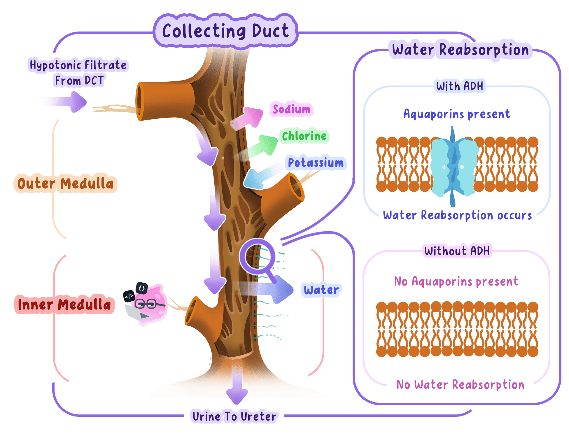 Effect of ADH on a collecting duct, showing greater membrane permeability and water reabsorption when ADH is present.
