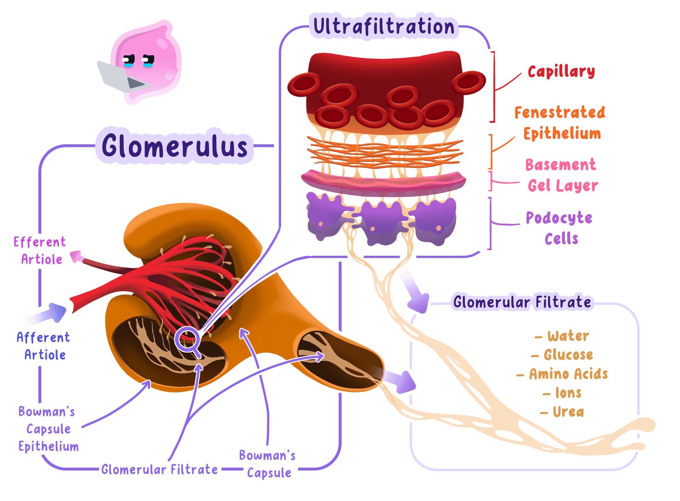 The glomerulus and Bowman's capsule showing small molecules crossing the filtration barrier while blood cells and large proteins remain in the blood.