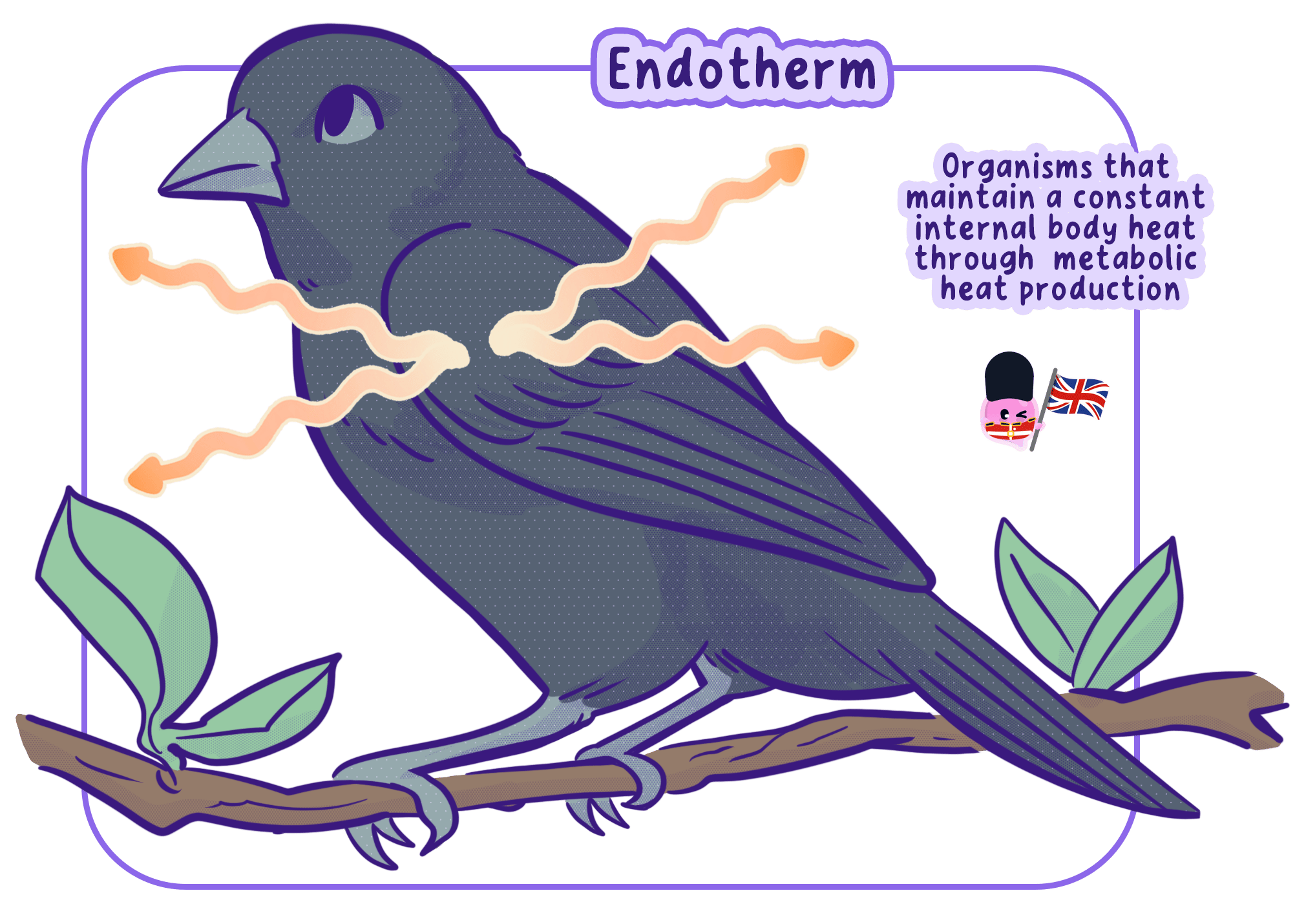 An illustration of a bird, an endotherm, showing heat energy radiating from its body. It defines endotherms as organisms that maintain a constant internal body temperature through metabolic heat production.